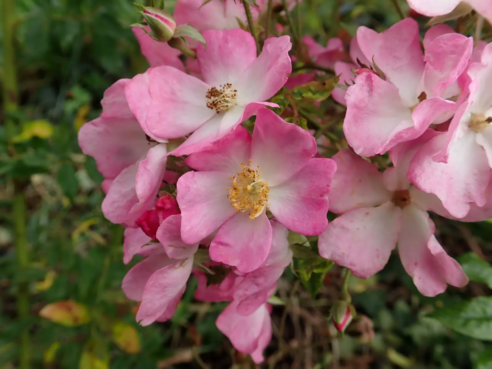 Shrub Rose Selections (Rosa Shrub Varieties) — Rosa shrubs thrive in well-draining soil with access to full sun - at least 6 hours of direct, image 31