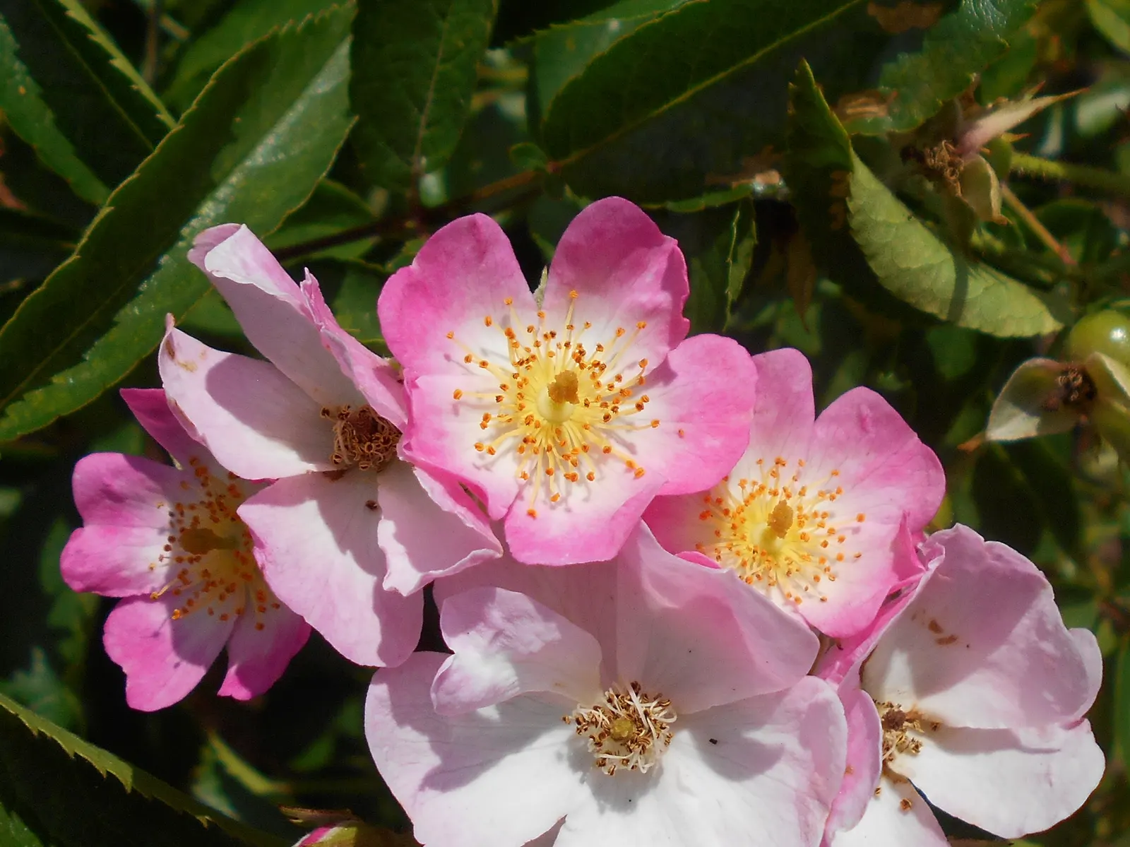 Shrub Rose Selections (Rosa Shrub Varieties) — Shrub roses can reach sizes varying between 2 to 5 feet in height and an approximate spread of 3 to, image 30