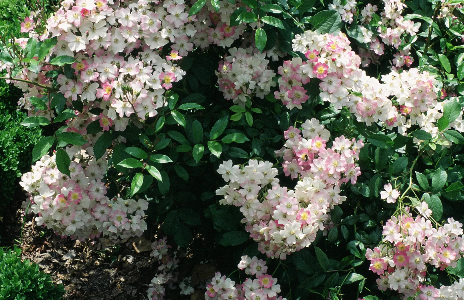 Shrub Rose Selections (Rosa Shrub Varieties) — and even multi-hued blooms; shrub for full or half