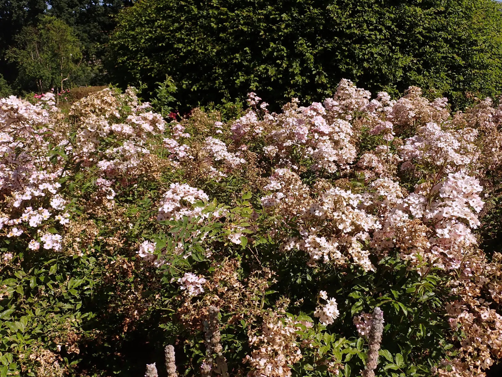 Shrub Rose Selections (Rosa Shrub Varieties) — They are hardy in USDA zones 5 through 9; rosa Shrub varieties offer durable, low-maintenance blooms, image 52