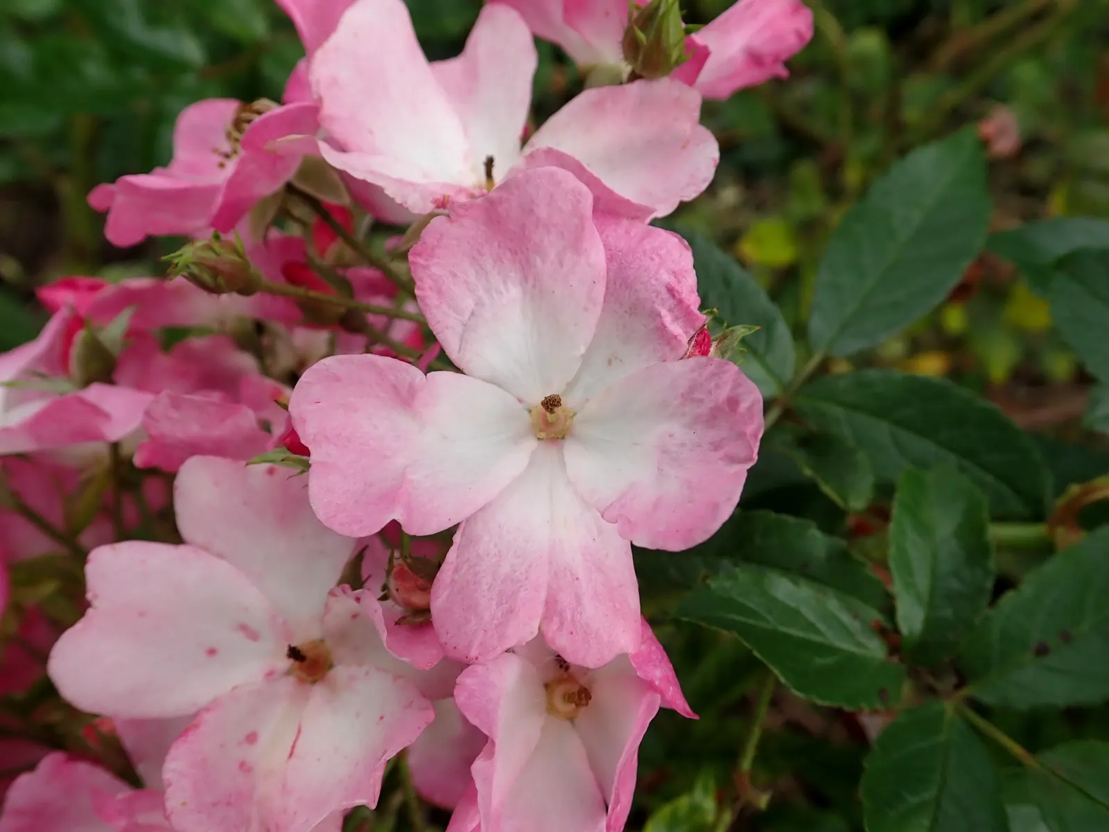 Shrub Rose Selections (Rosa Shrub Varieties) — shrub for full or half; it's advisable to inform clients about their moderate water requirements, image 60