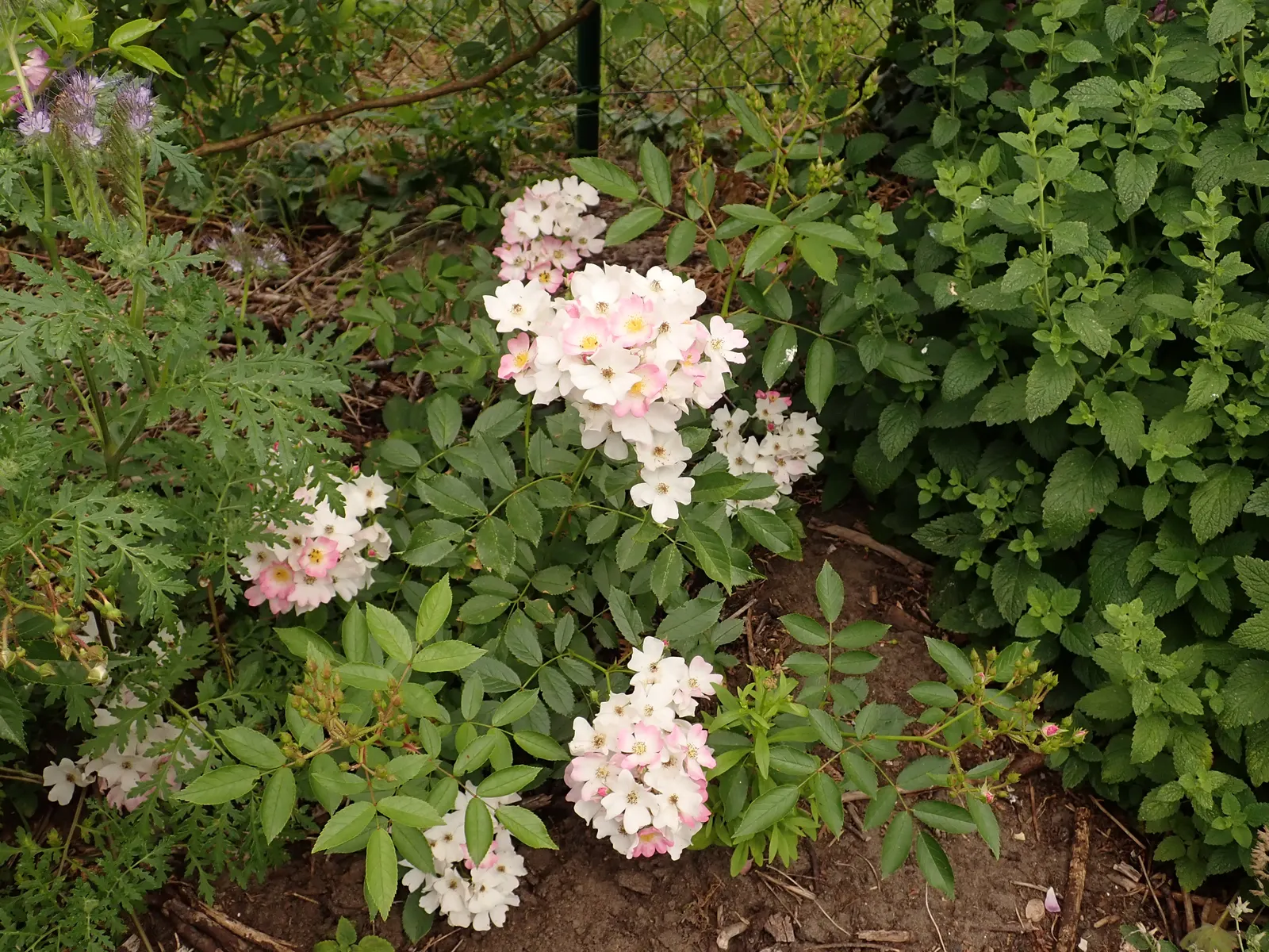 Shrub Rose Selections (Rosa Shrub Varieties) — usually in late winter to early spring