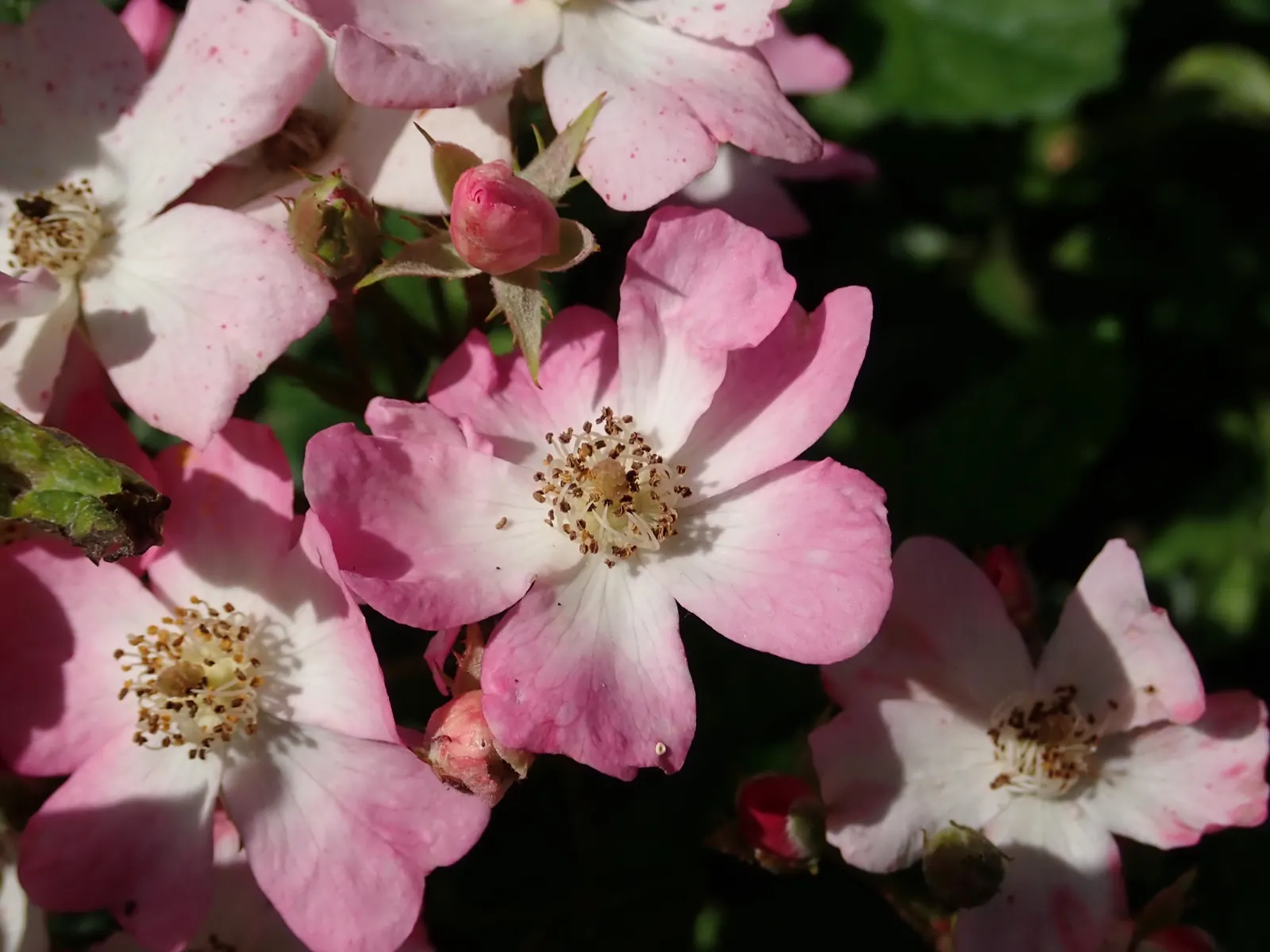 Shrub Rose Selections (Rosa Shrub Varieties) — showcasing an array of colors from spring to fall; pink flowers in the garden, image 43