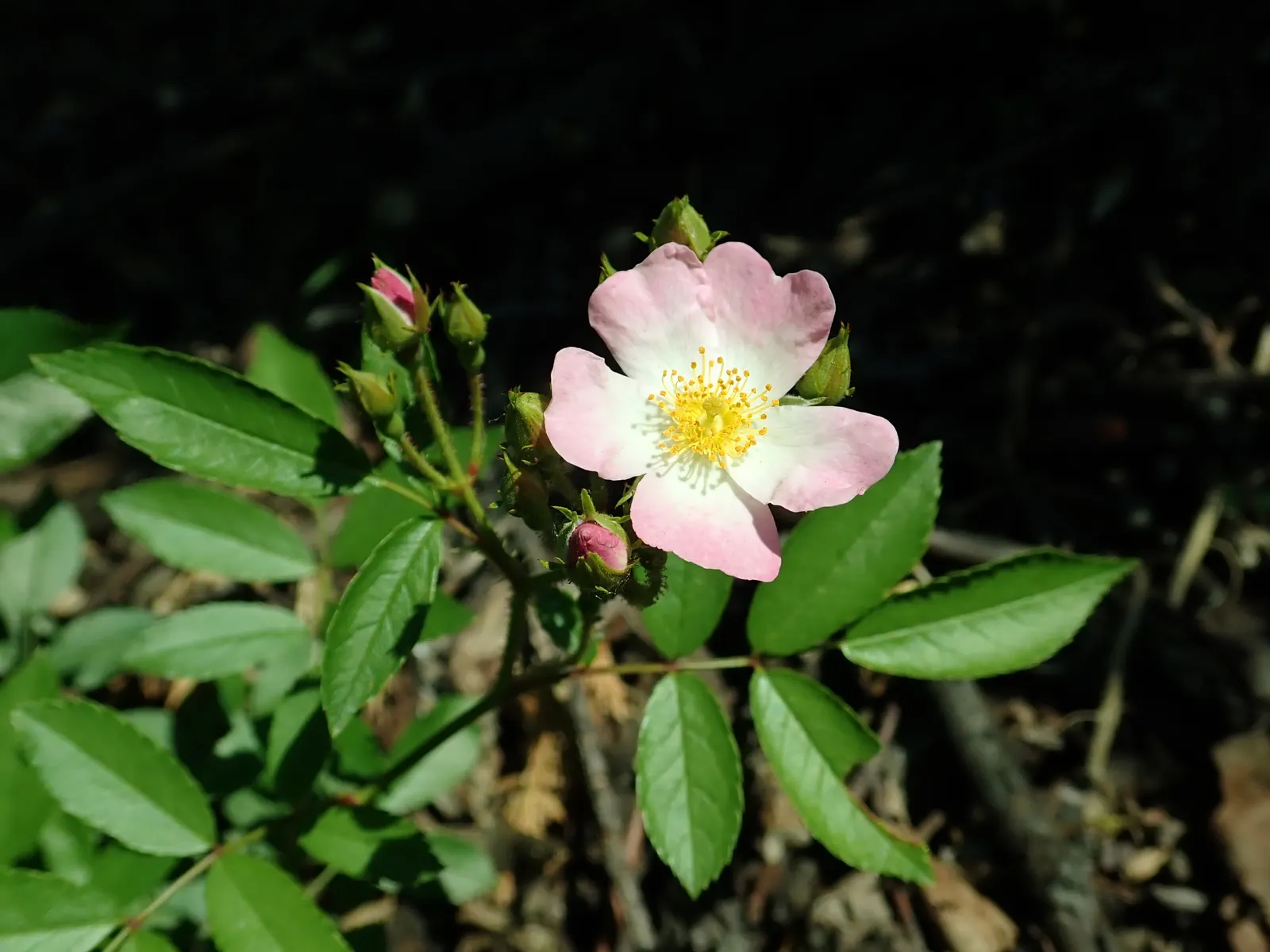 Shrub Rose Selections (Rosa Shrub Varieties) — offer a robust and versatile selection for any garden design
