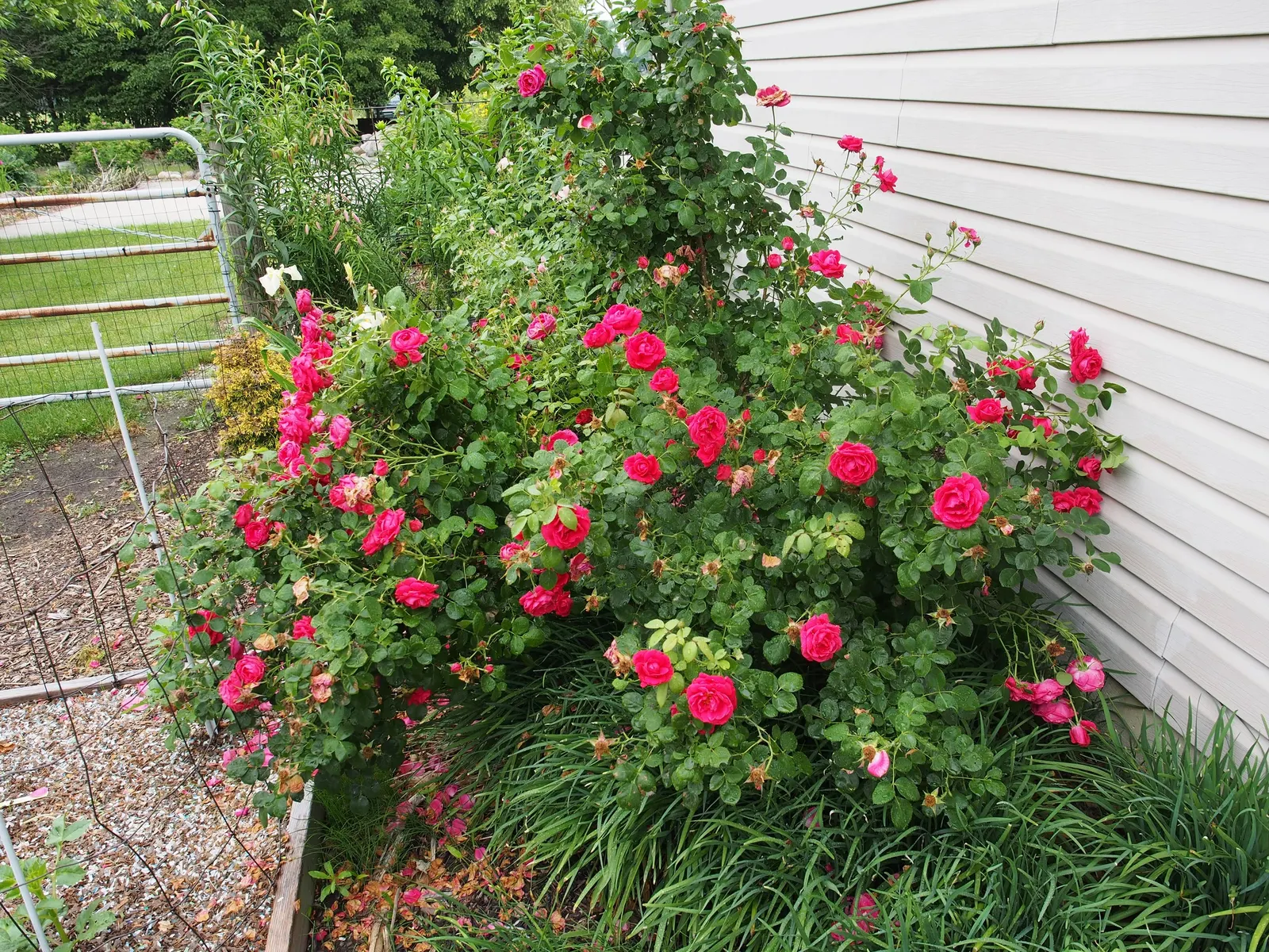 Shrub Rose Selections (Rosa Shrub Varieties) — commonly referred to as shrub roses