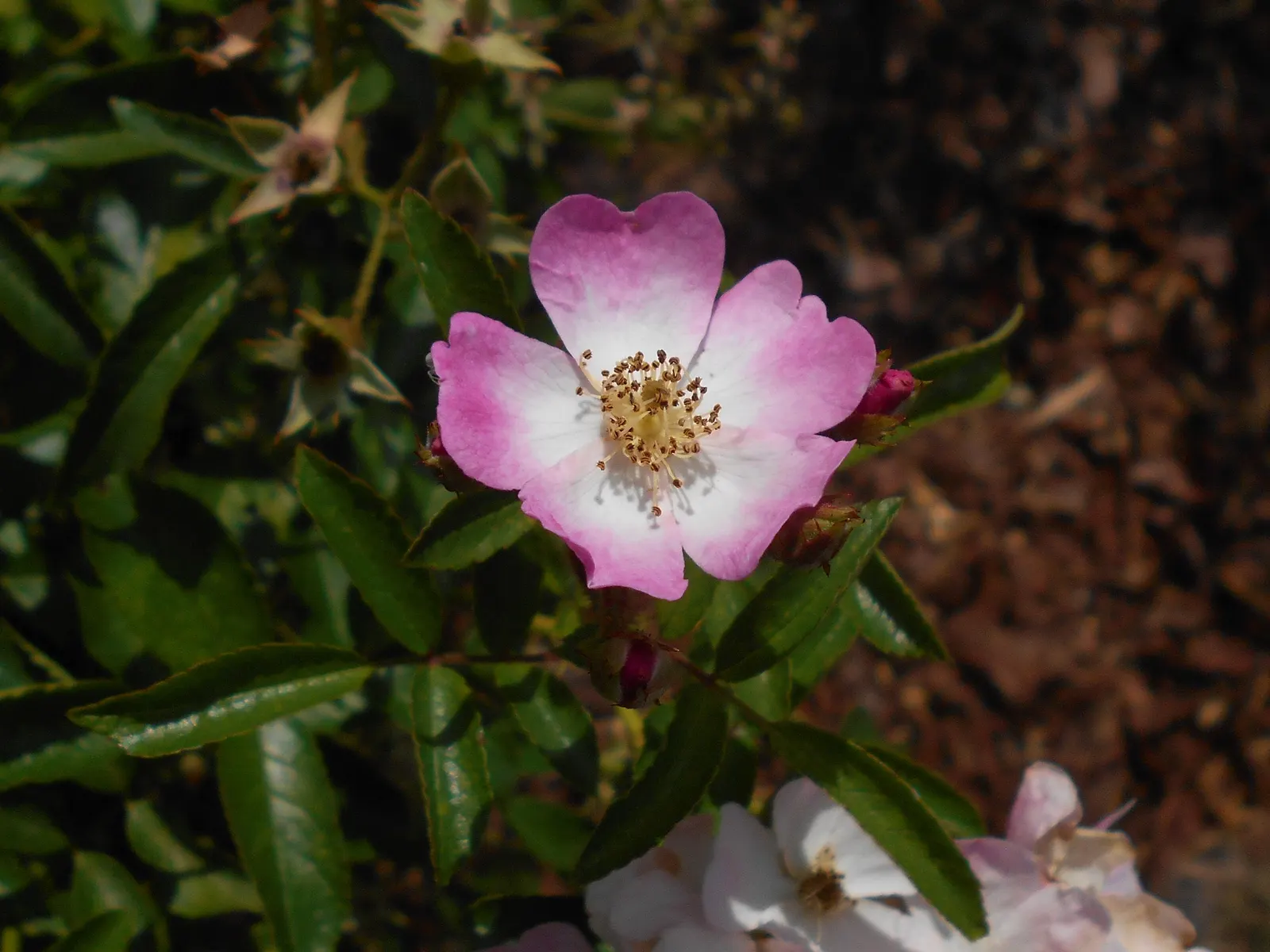 Shrub Rose Selections (Rosa Shrub Varieties) — which means they can withstand winter temperatures as low as -20&deg;F; offer a robust and versatile selection
