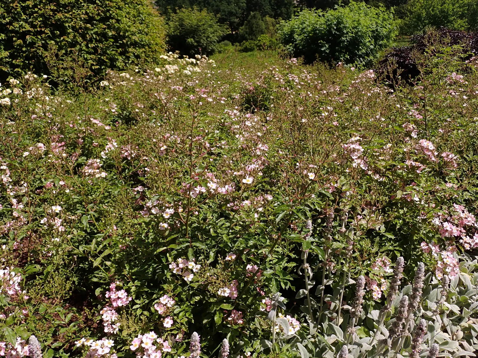 Shrub Rose Selections (Rosa Shrub Varieties) — pink flowers in the garden; showcasing an array of colors from spring to fall