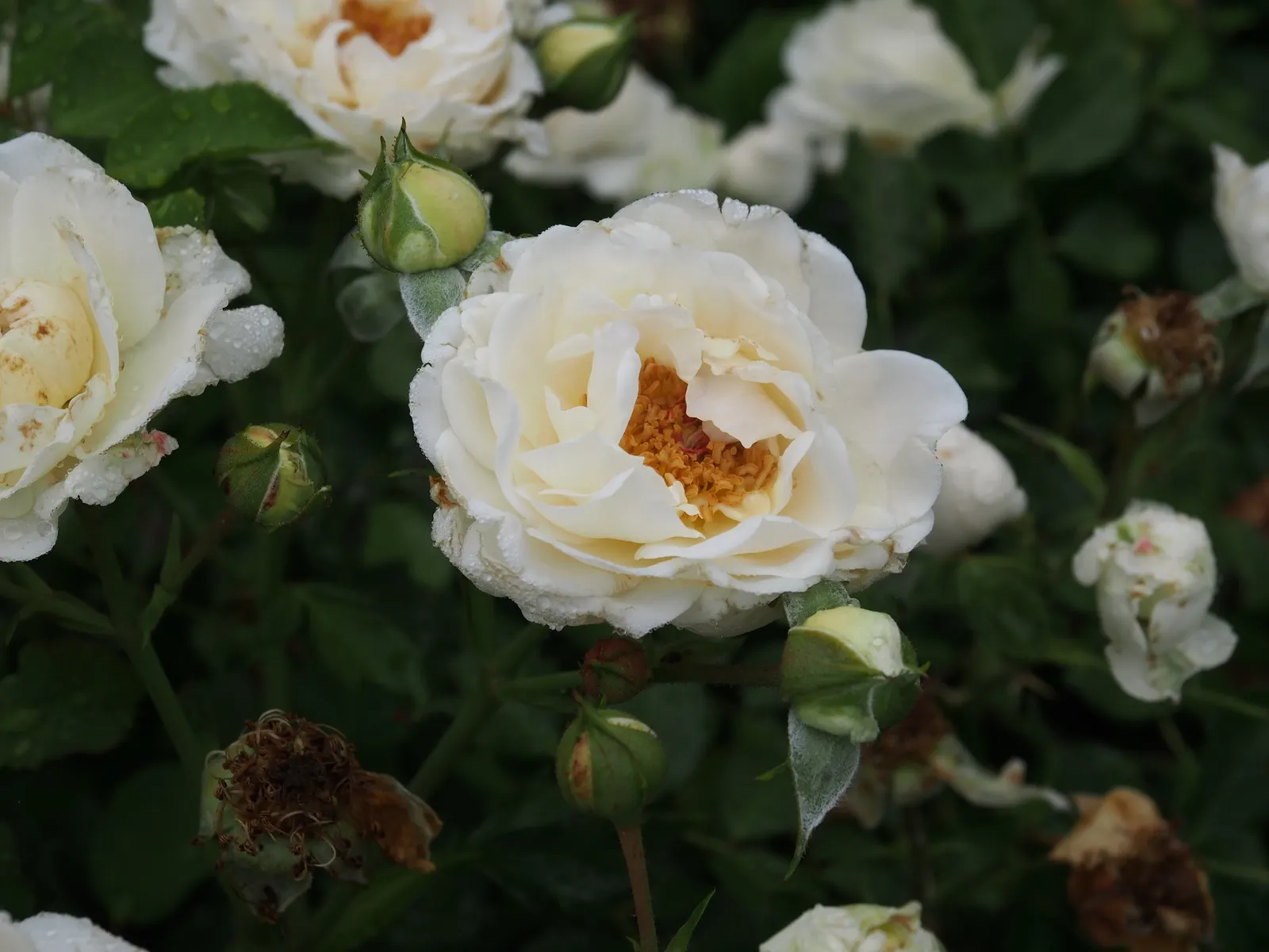 Shrub Rose Selections (Rosa Shrub Varieties) — providing long-lasting color and a welcoming habitat for pollinators; shrub with pink blooms, image 46