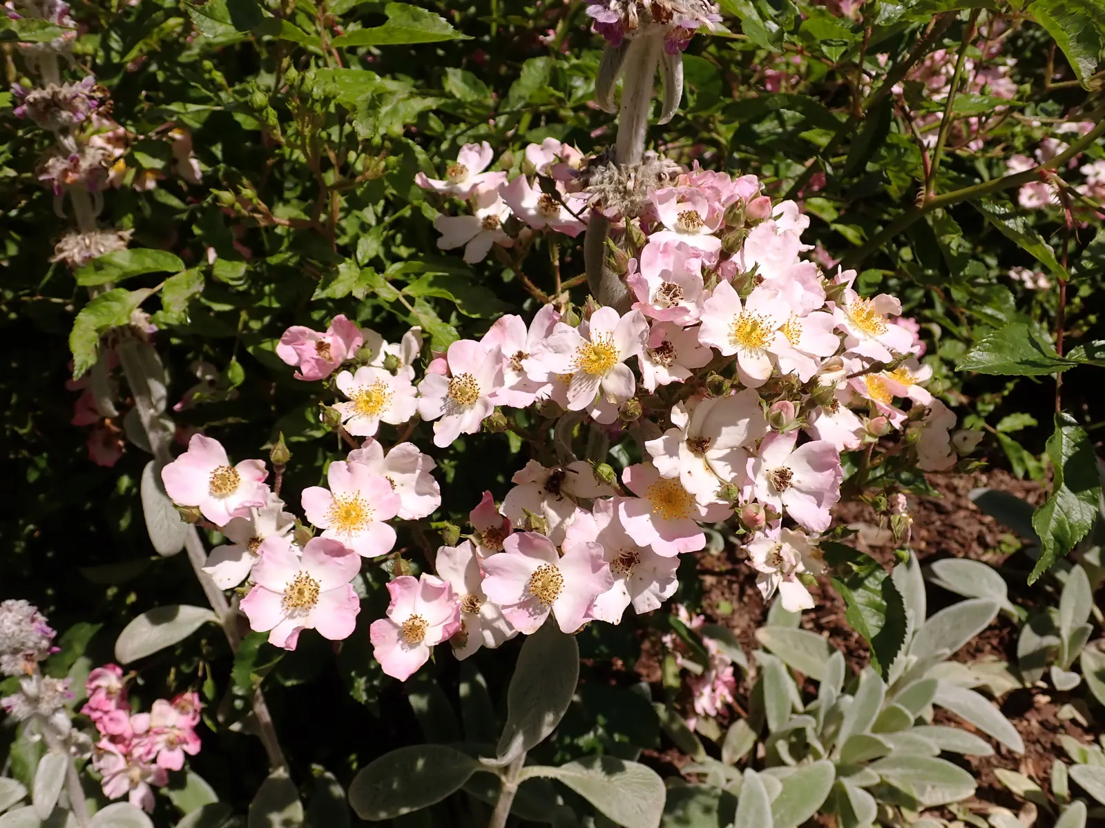 Shrub Rose Selections (Rosa Shrub Varieties) — Moreover, their recurrent blooming throughout the growing season ensures lasting appeal; and even, image 56