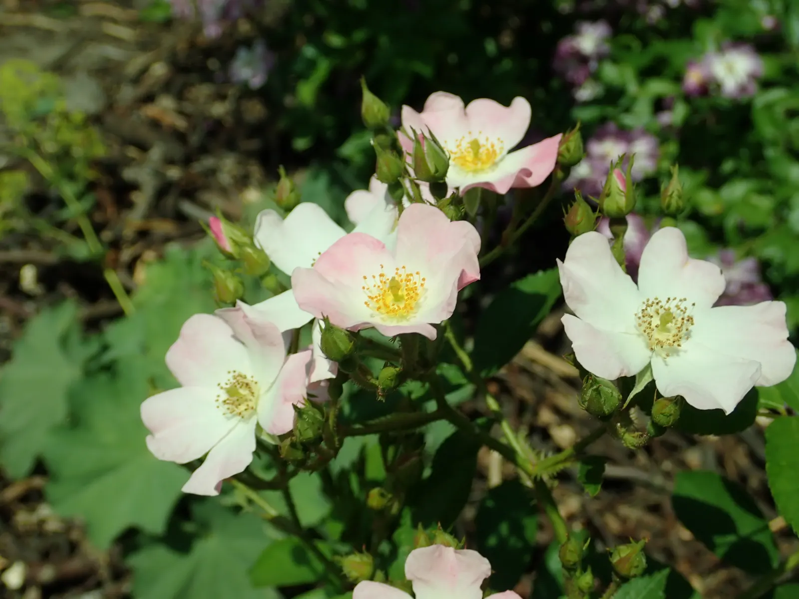 Shrub Rose Selections (Rosa Shrub Varieties) — commonly referred to as shrub roses; providing long-lasting color and a welcoming habitat for, image 47