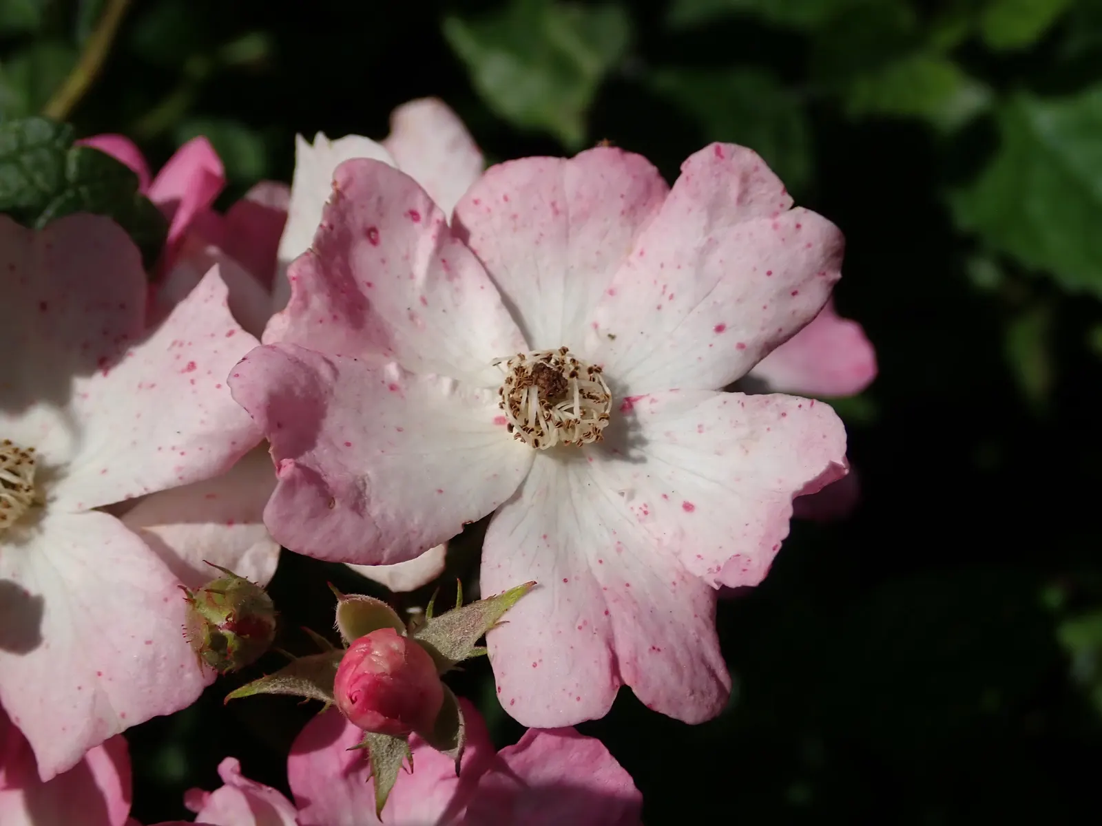 Shrub Rose Selections (Rosa Shrub Varieties) — showcasing an array of colors from spring to fall
