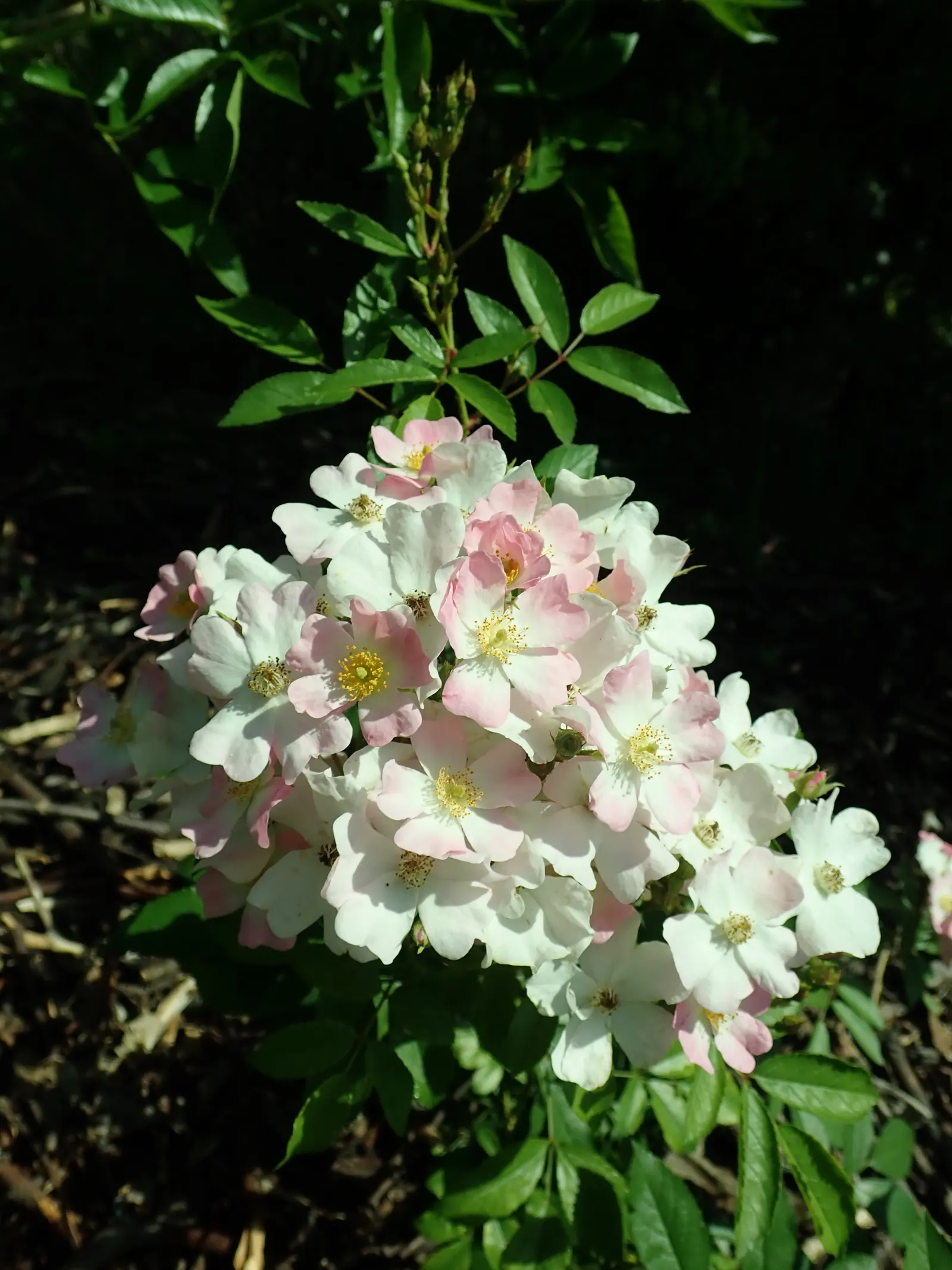 Shrub Rose Selections (Rosa Shrub Varieties) — pink flowers in the garden