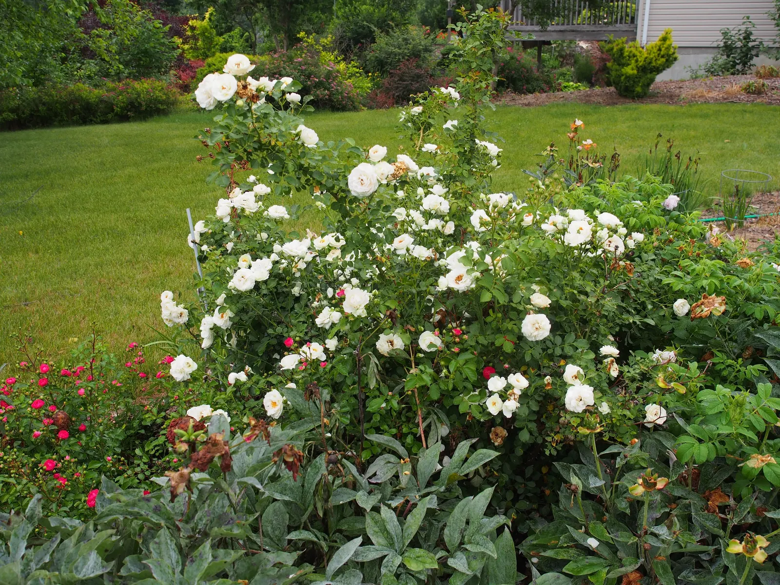 Shrub Rose Selections (Rosa Shrub Varieties) — Suitable for USDA zones 3-11, they prefer full sun and well-drained soil; their dense growth habit, image 44
