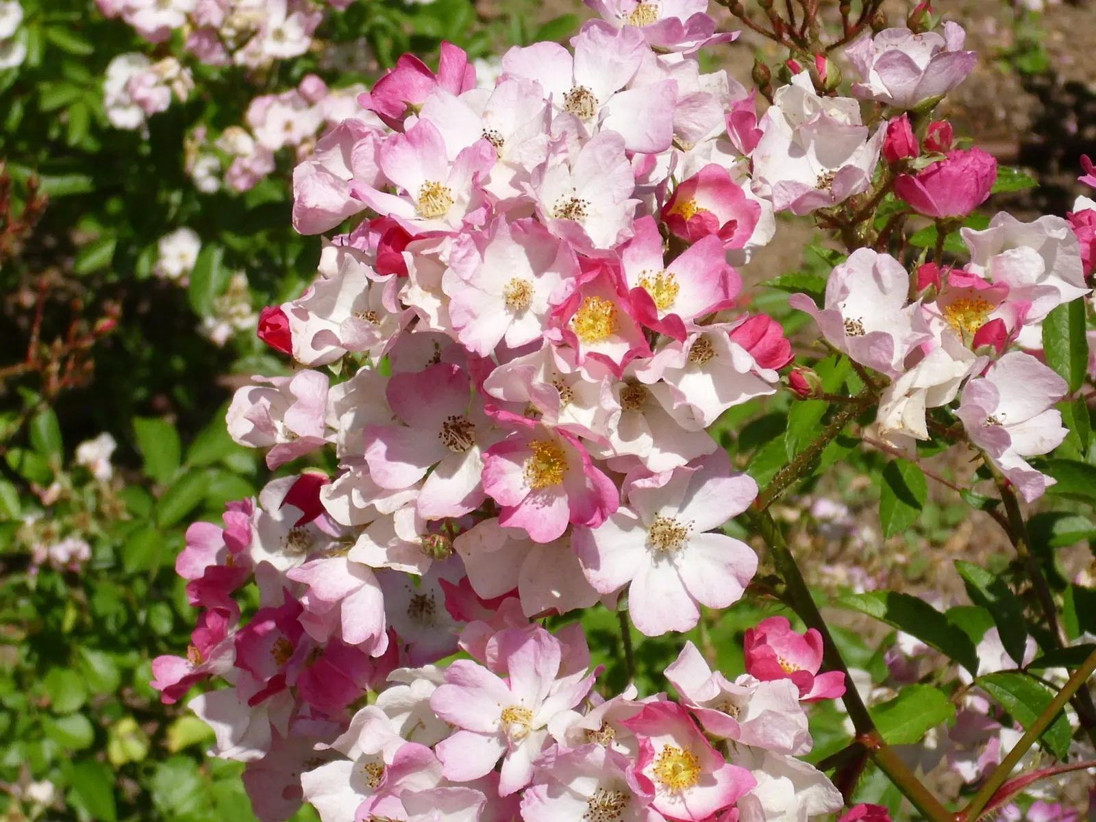 Shrub Rose Selections (Rosa Shrub Varieties) — Suitable for USDA zones 3-11, they prefer full sun and well-drained soil; their dense growth habit makes them