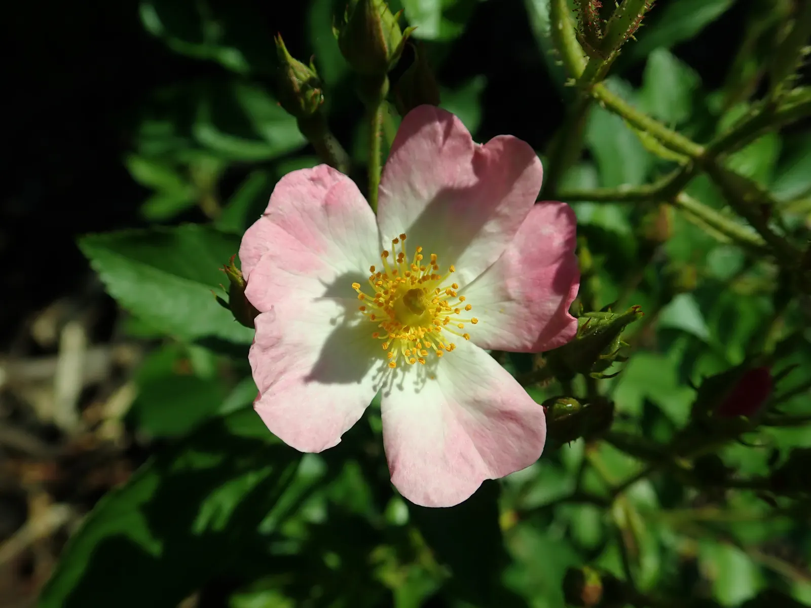 Shrub Rose Selections (Rosa Shrub Varieties) — These hardy perennials stand 2-5 feet tall with a 3-4 foot spread; rosa shrubs thrive in well-draining soil with