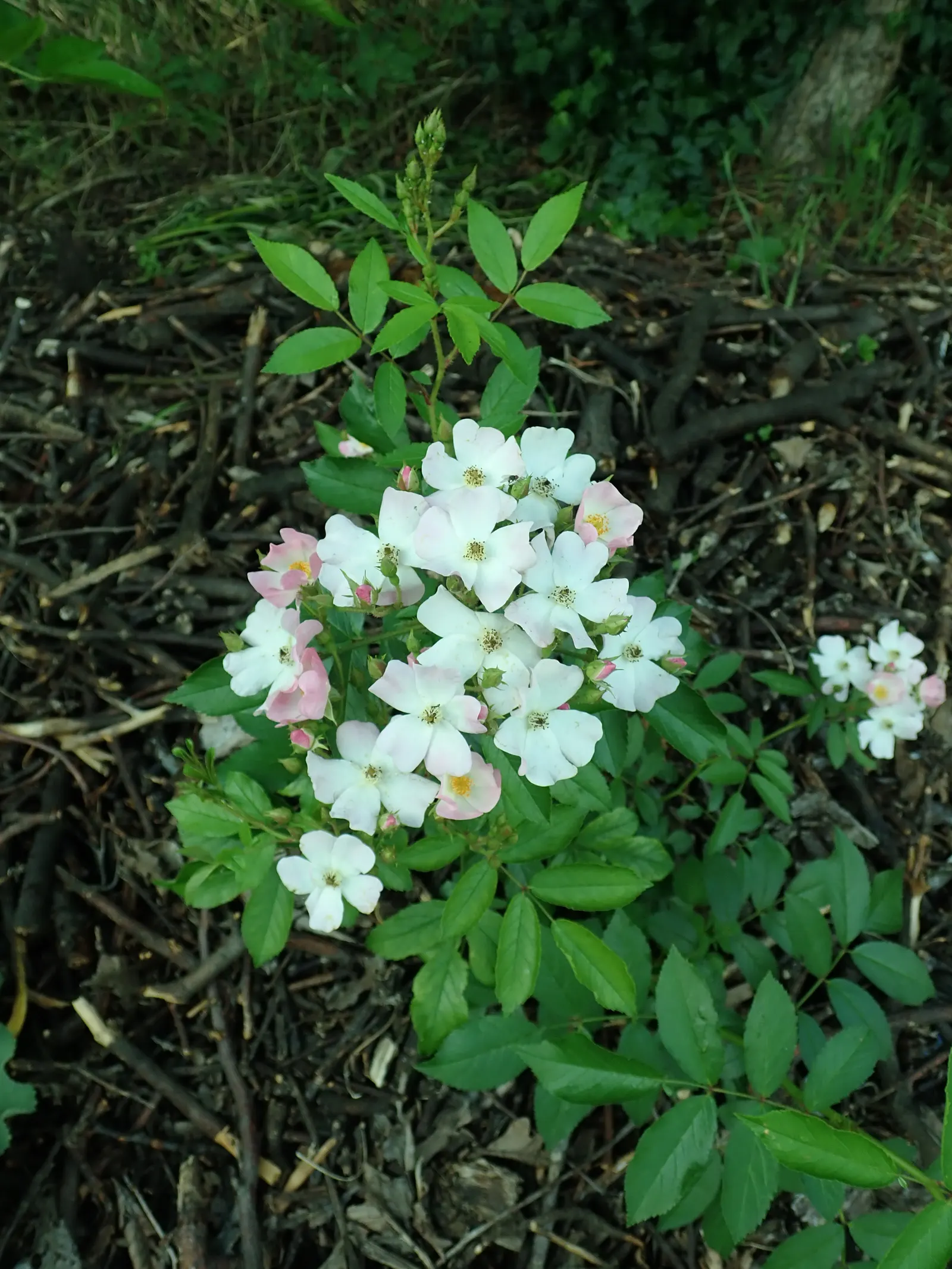 Shrub Rose Selections (Rosa Shrub Varieties) — shrub with pink blooms; shrub roses can reach sizes varying between 2 to 5 feet in height and an approximate