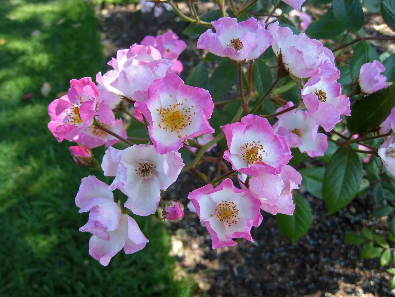 Shrub Rose Selections (Rosa Shrub Varieties) — These hardy perennials stand 2-5 feet tall with a 3-4 foot spread