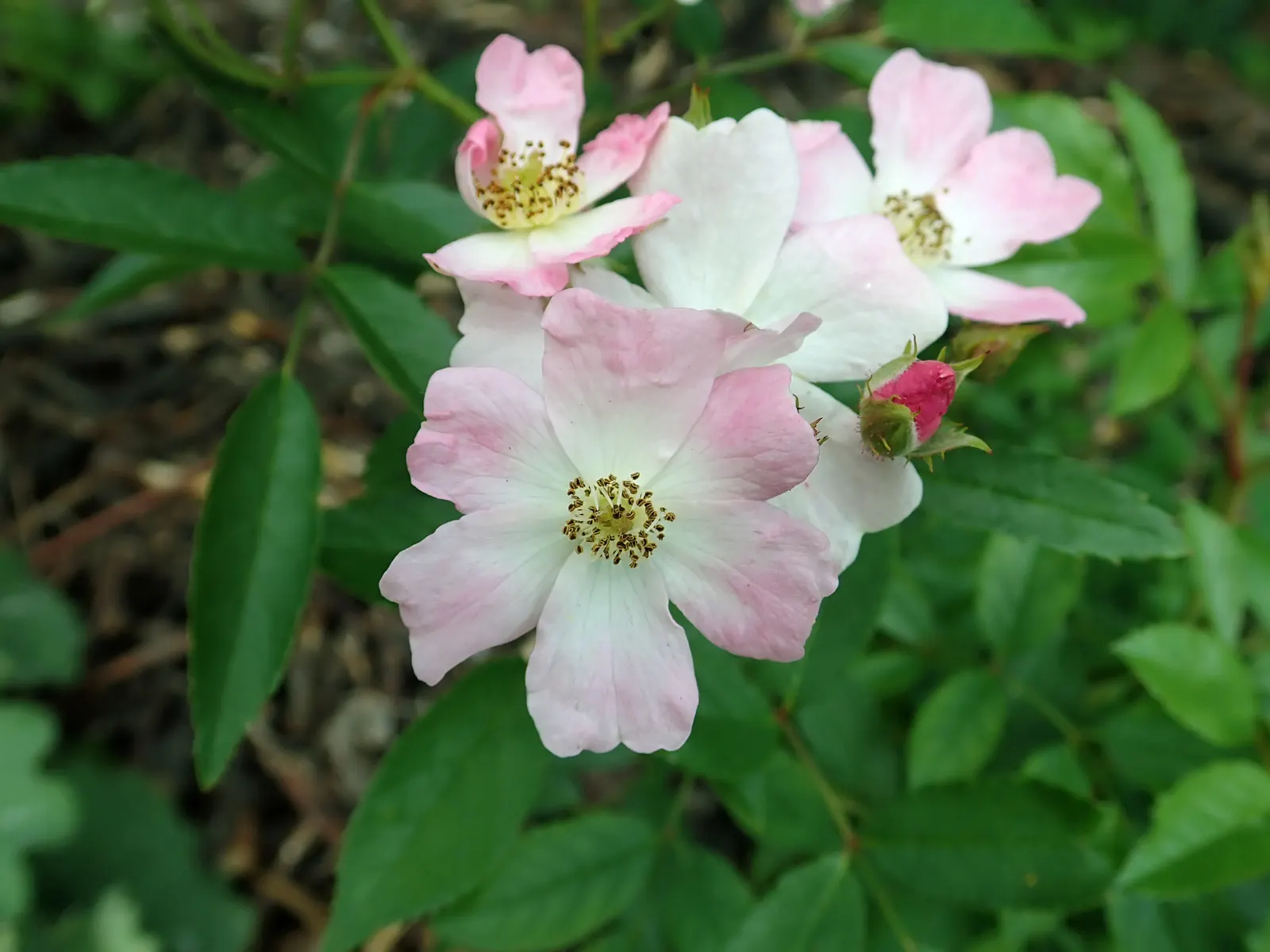 Shrub Rose Selections (Rosa Shrub Varieties) — Rosa Shrub varieties offer durable, low-maintenance blooms ideal for vibrant landscape designs