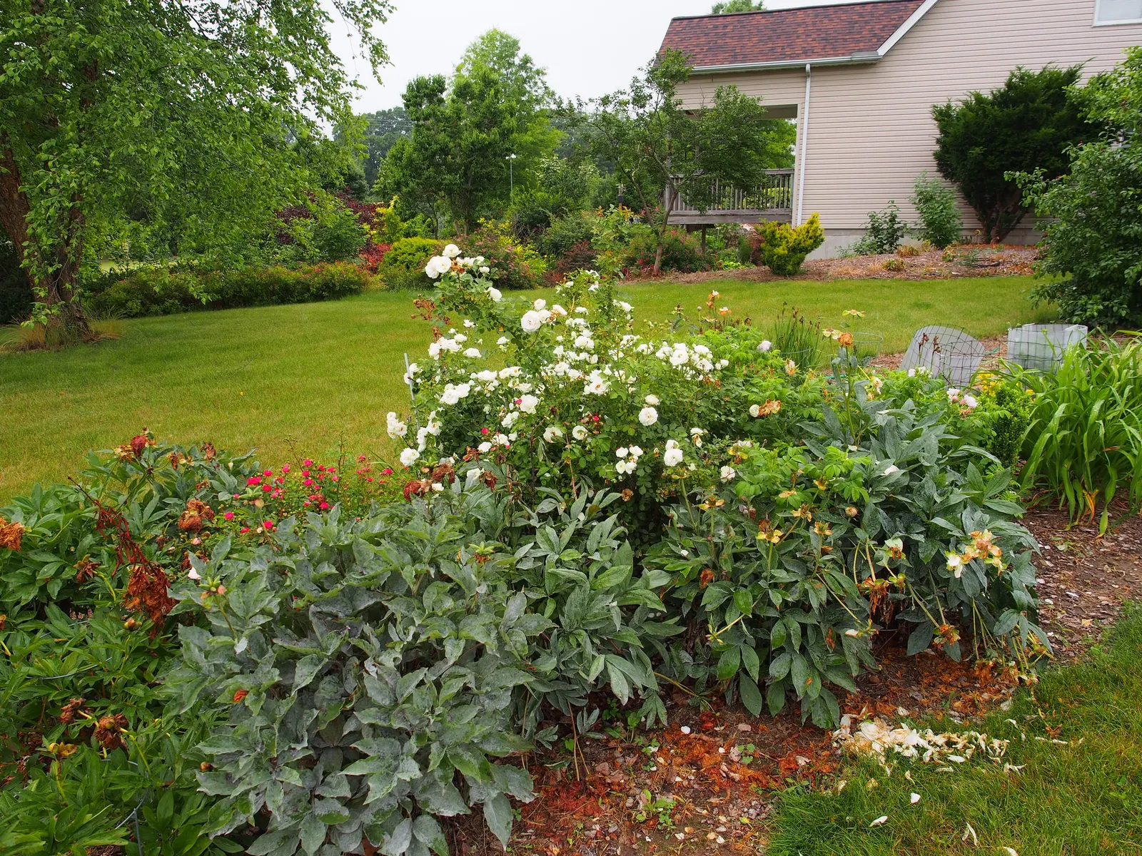 Shrub Rose Selections (Rosa Shrub Varieties) — is recommended to maintain their shape and encourage new growth.<br><br>When instructing clients; these hardy