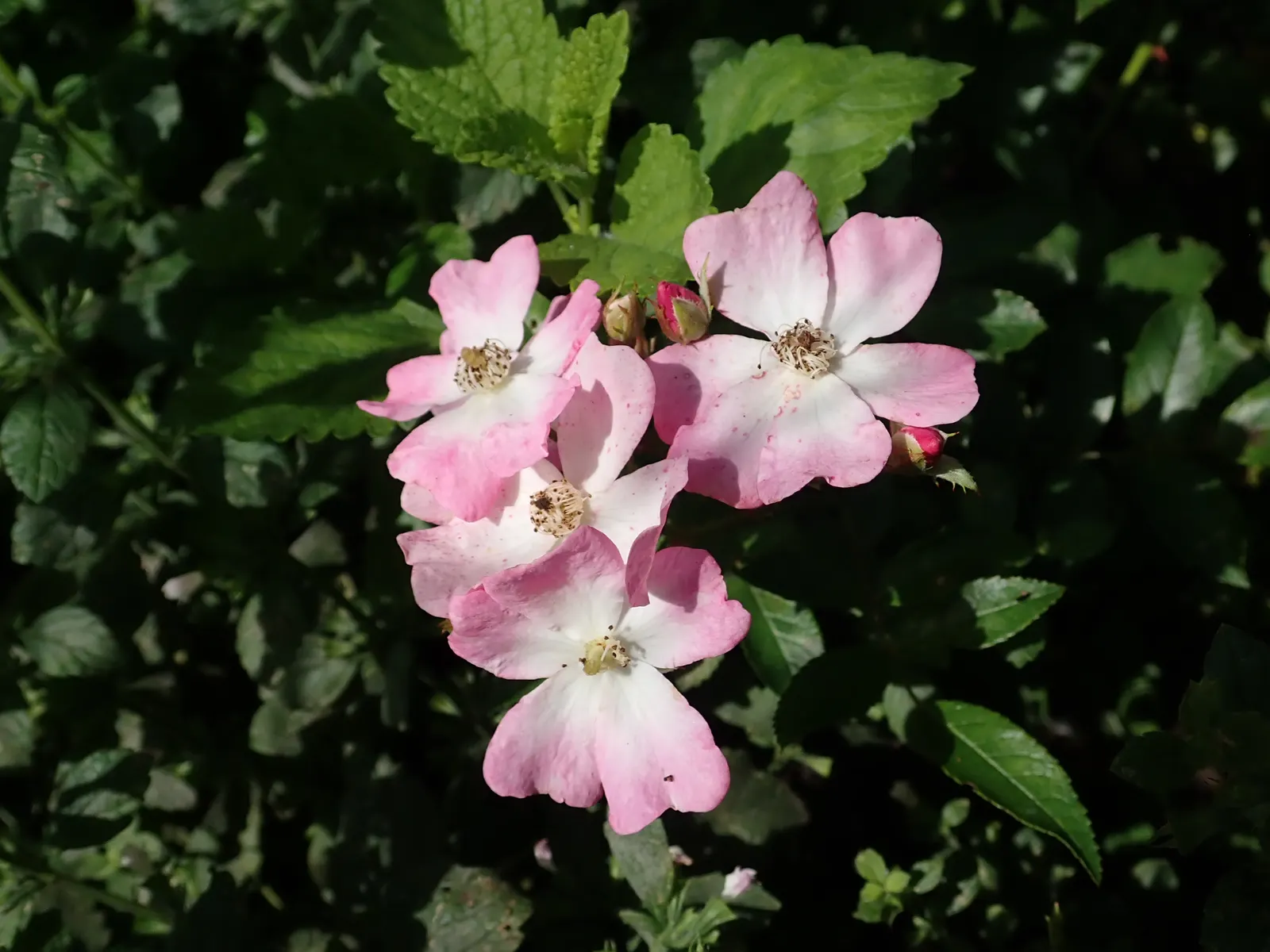 Shrub Rose Selections (Rosa Shrub Varieties) — Moreover, their recurrent blooming throughout the growing season ensures lasting appeal; and even multi-hued