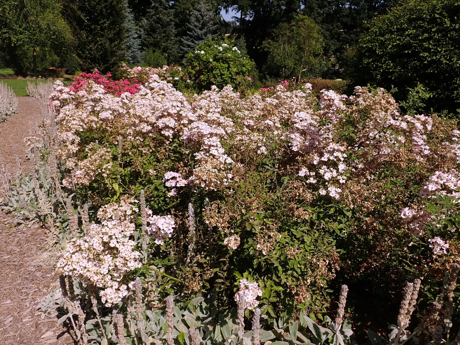 Shrub Rose Selections (Rosa Shrub Varieties) — offer a robust and versatile selection for any garden design; which means they can withstand winter, image 48