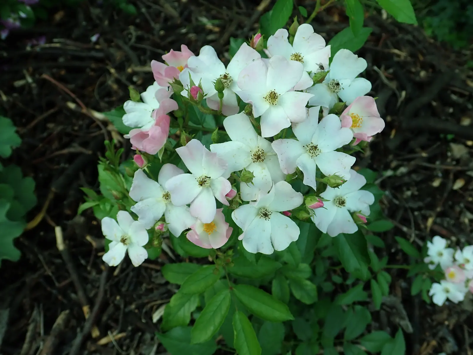 Shrub Rose Selections (Rosa Shrub Varieties) — They are hardy in USDA zones 5 through 9; rosa Shrub varieties offer durable, low-maintenance blooms ideal for