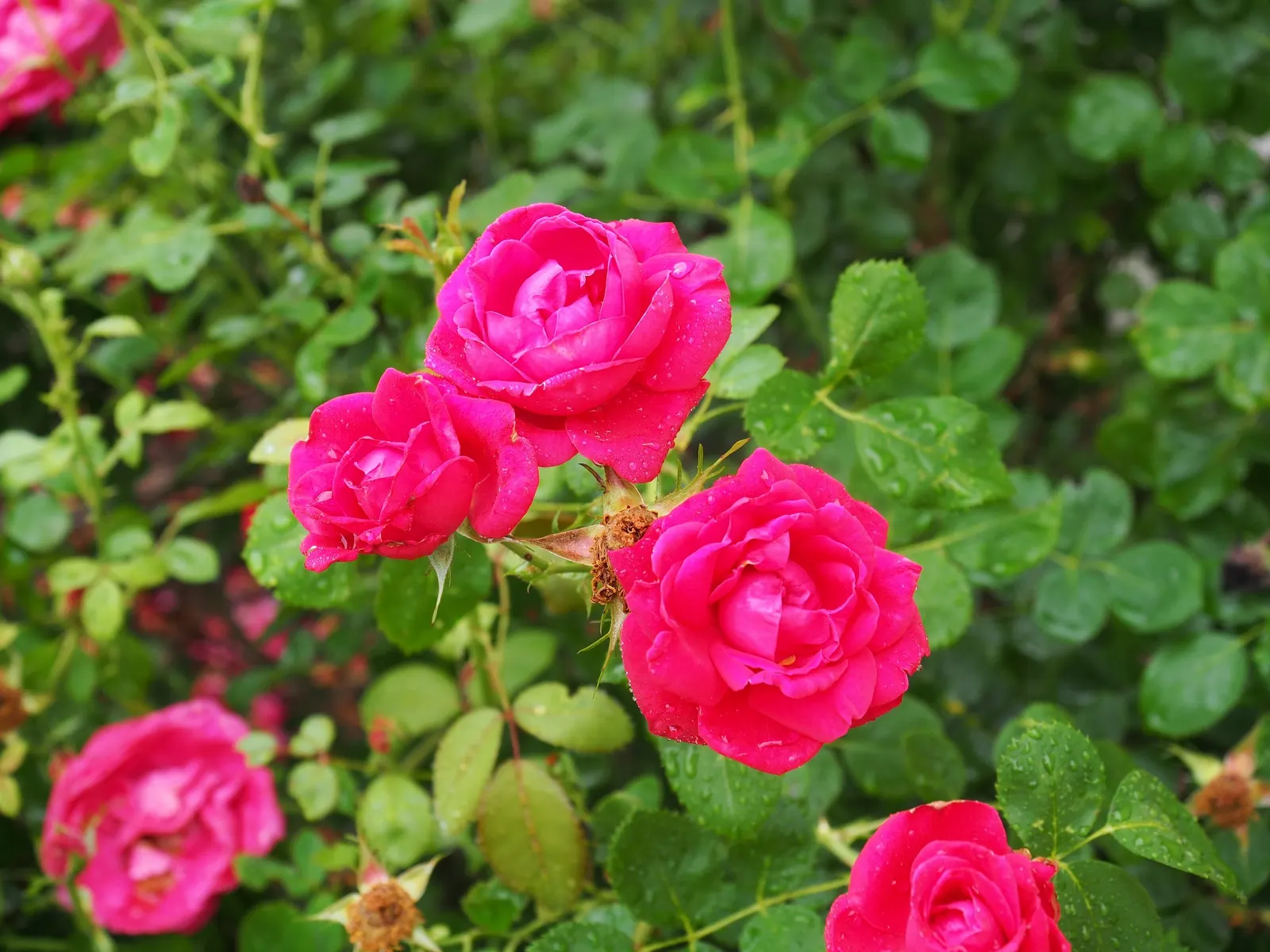 Shrub Rose Selections (Rosa Shrub Varieties) — and even multi-hued blooms; shrub for full or half, image 49