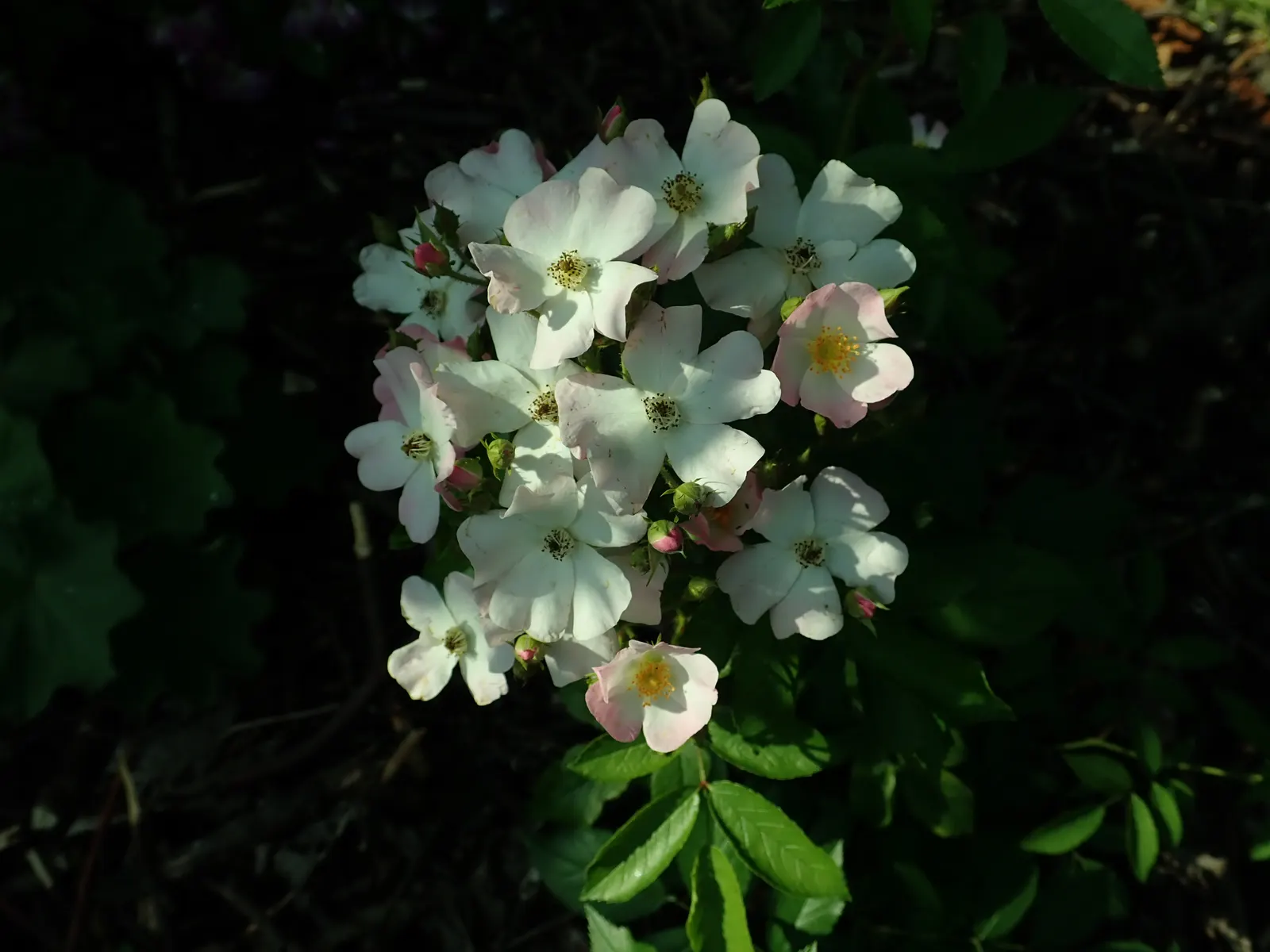 Shrub Rose Selections (Rosa Shrub Varieties) — which means they can withstand winter temperatures as low as -20&deg;F; offer a robust and versatile, image 53