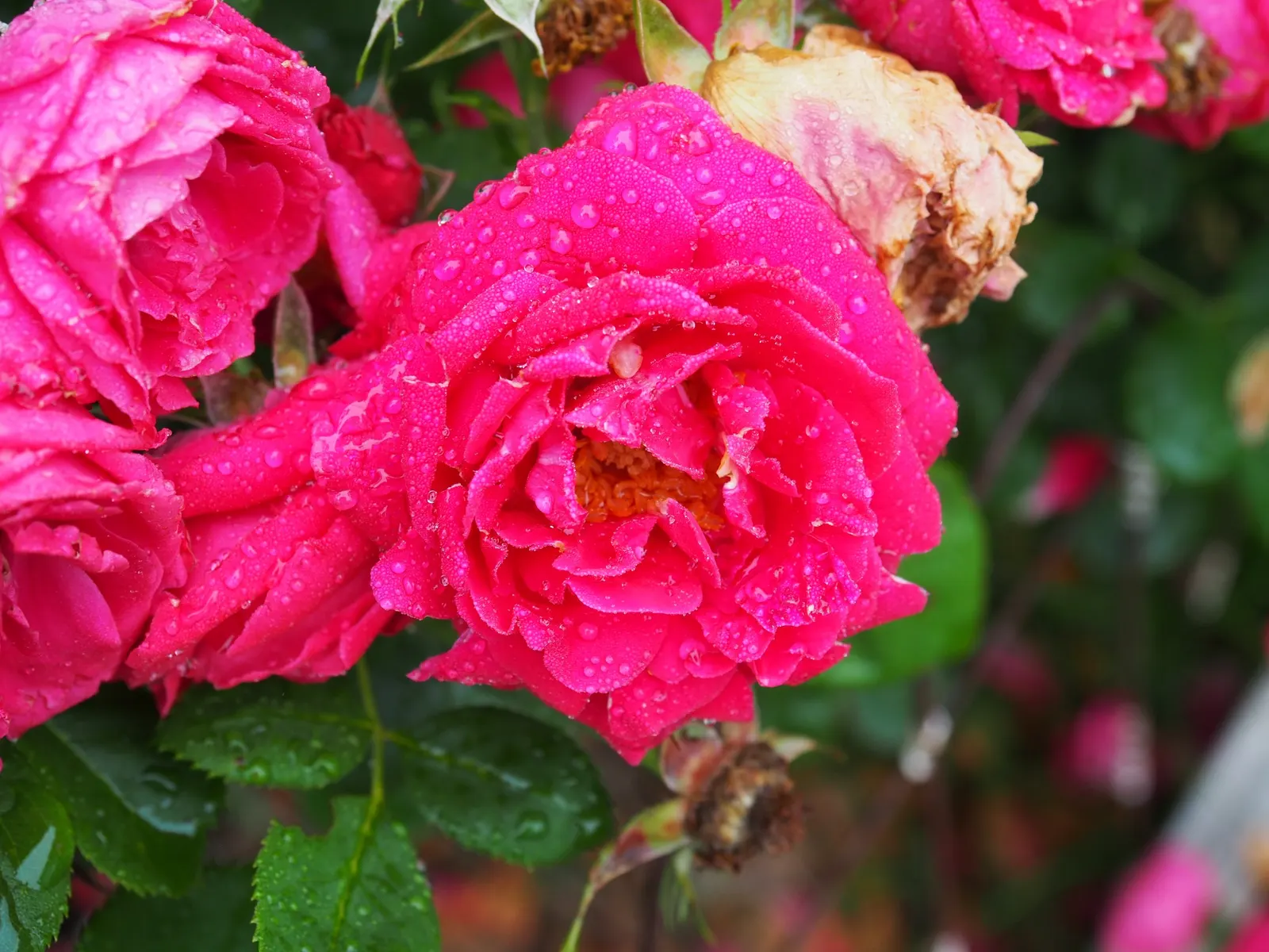 Shrub Rose Selections (Rosa Shrub Varieties) — usually in late winter to early spring; is recommended to maintain their shape and encourage new, image 54
