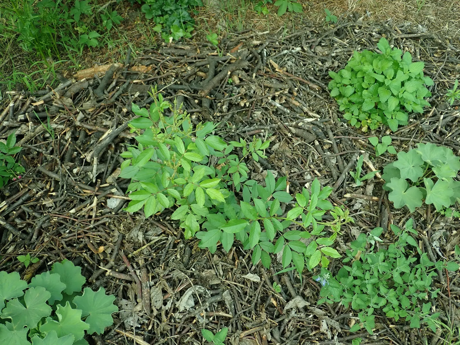 Shrub Rose Selections (Rosa Shrub Varieties) — Their dense growth habit makes them excellent for borders or mass planting; they are hardy in USDA, image 45