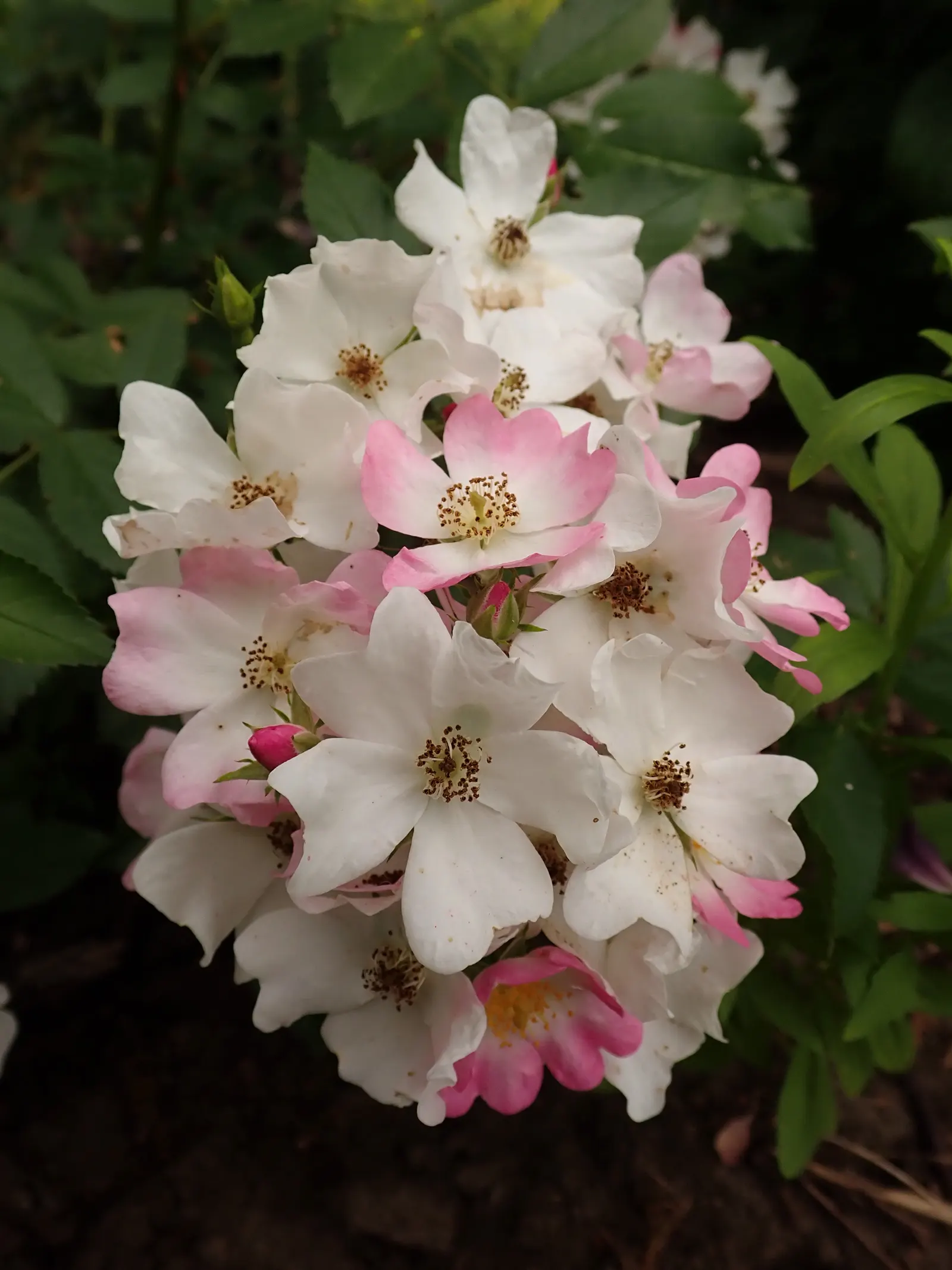 Shrub Rose Selections (Rosa Shrub Varieties) — shrub for full or half; it's advisable to inform clients about their moderate water requirements