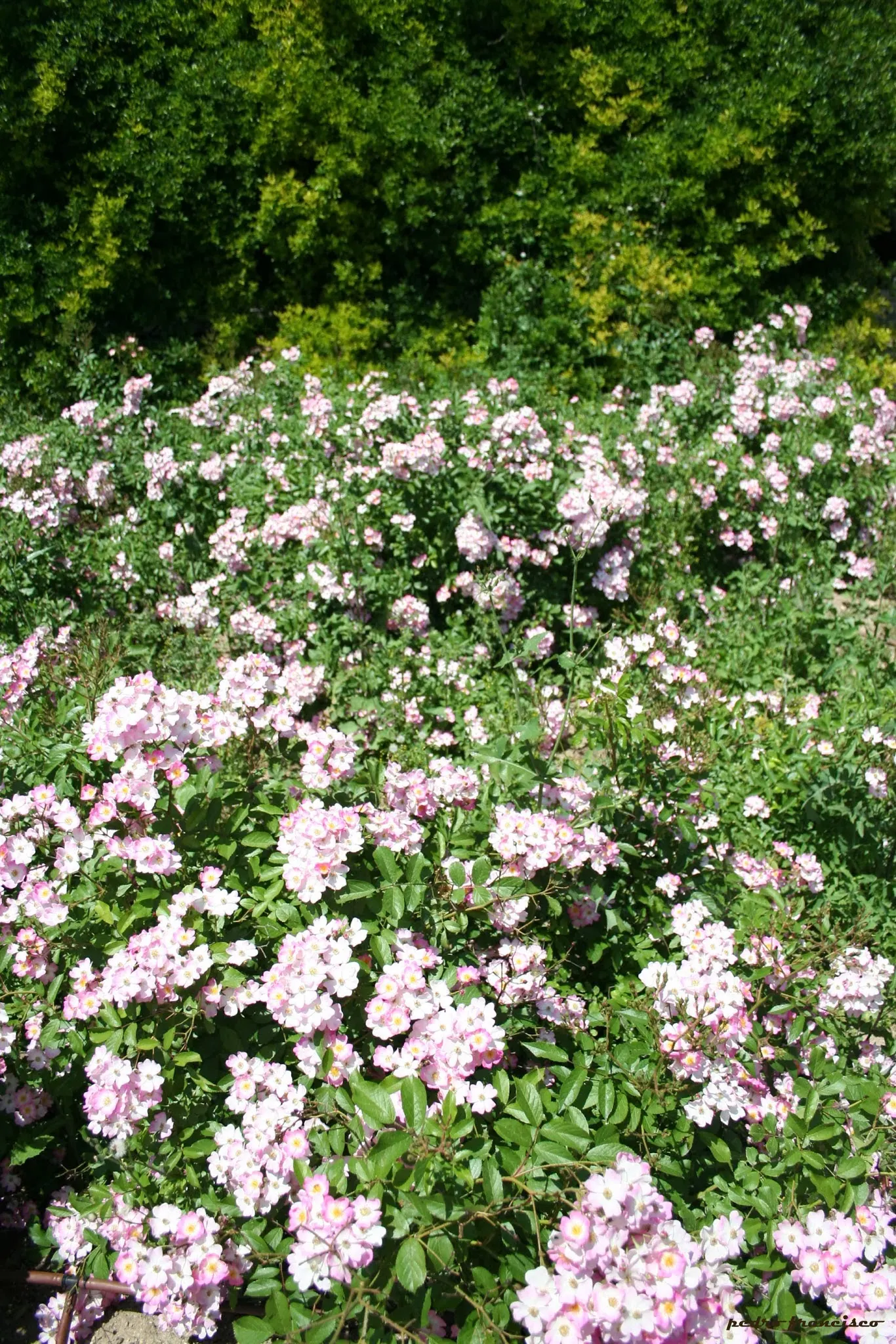 Shrub Rose Selections (Rosa Shrub Varieties) — It's advisable to inform clients about their moderate water requirements post-establishment