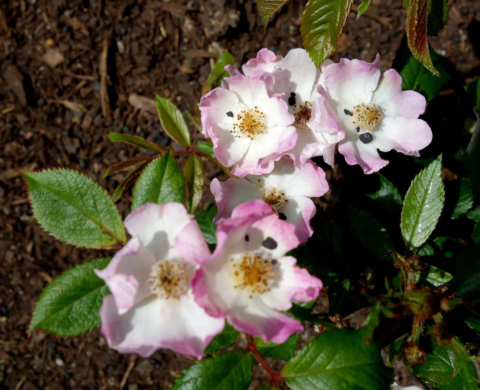 Shrub Rose Selections (Rosa Shrub Varieties) — Shrub roses can reach sizes varying between 2 to 5 feet in height and an approximate spread of 3 to 4 feet