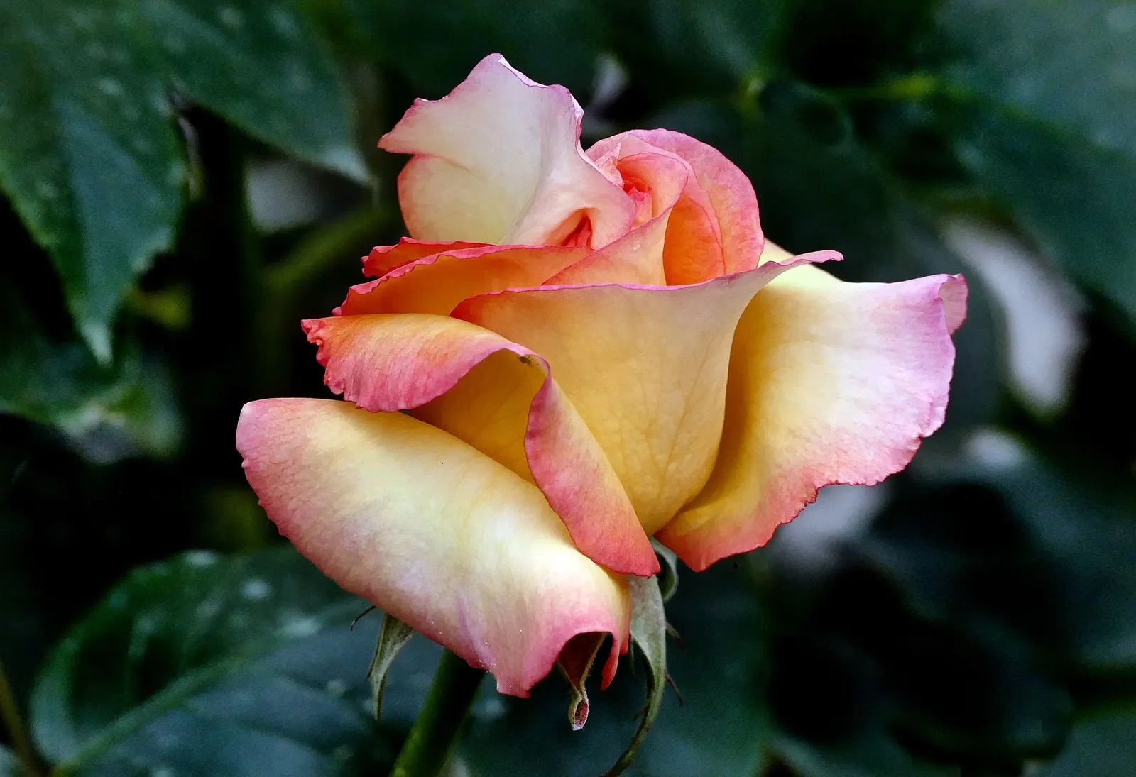 Shrub Rose Selections (Rosa Shrub Varieties) — Moreover, their recurrent blooming throughout the growing season ensures lasting appeal
