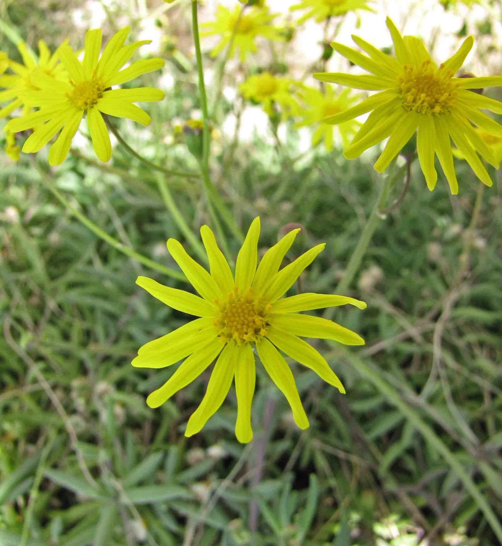 Ruby Necklace (Othonna Capensis) — ground cover / succulent with yellow blooms