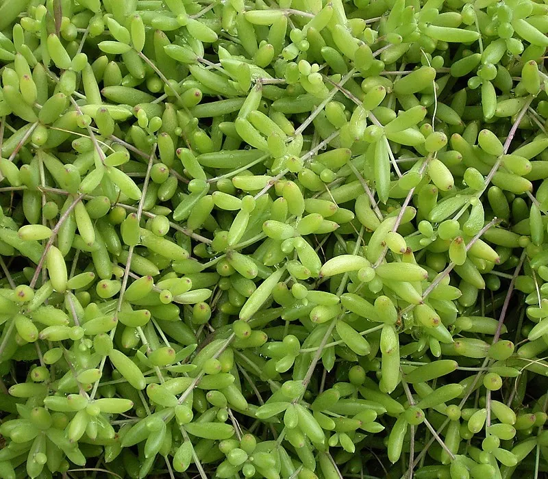 Ruby Necklace (Othonna Capensis) — These blossoms are especially attractive to pollinators