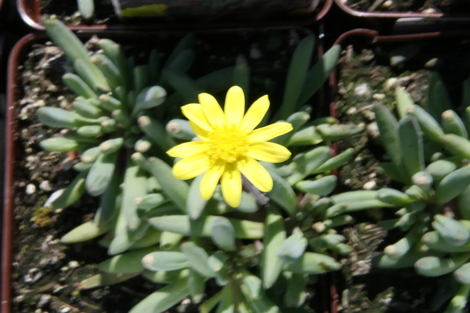Ruby Necklace (Othonna Capensis) — yellow flowers in the garden