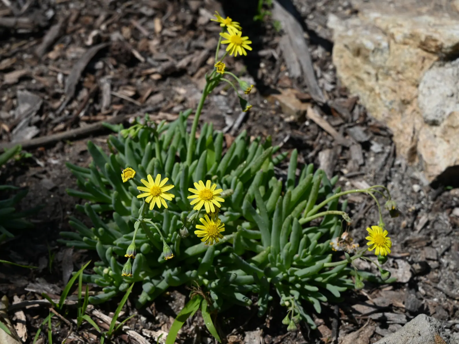 Ruby Necklace (Othonna Capensis) — or as a unique spiller in hanging baskets.<br><br>For optimal growth