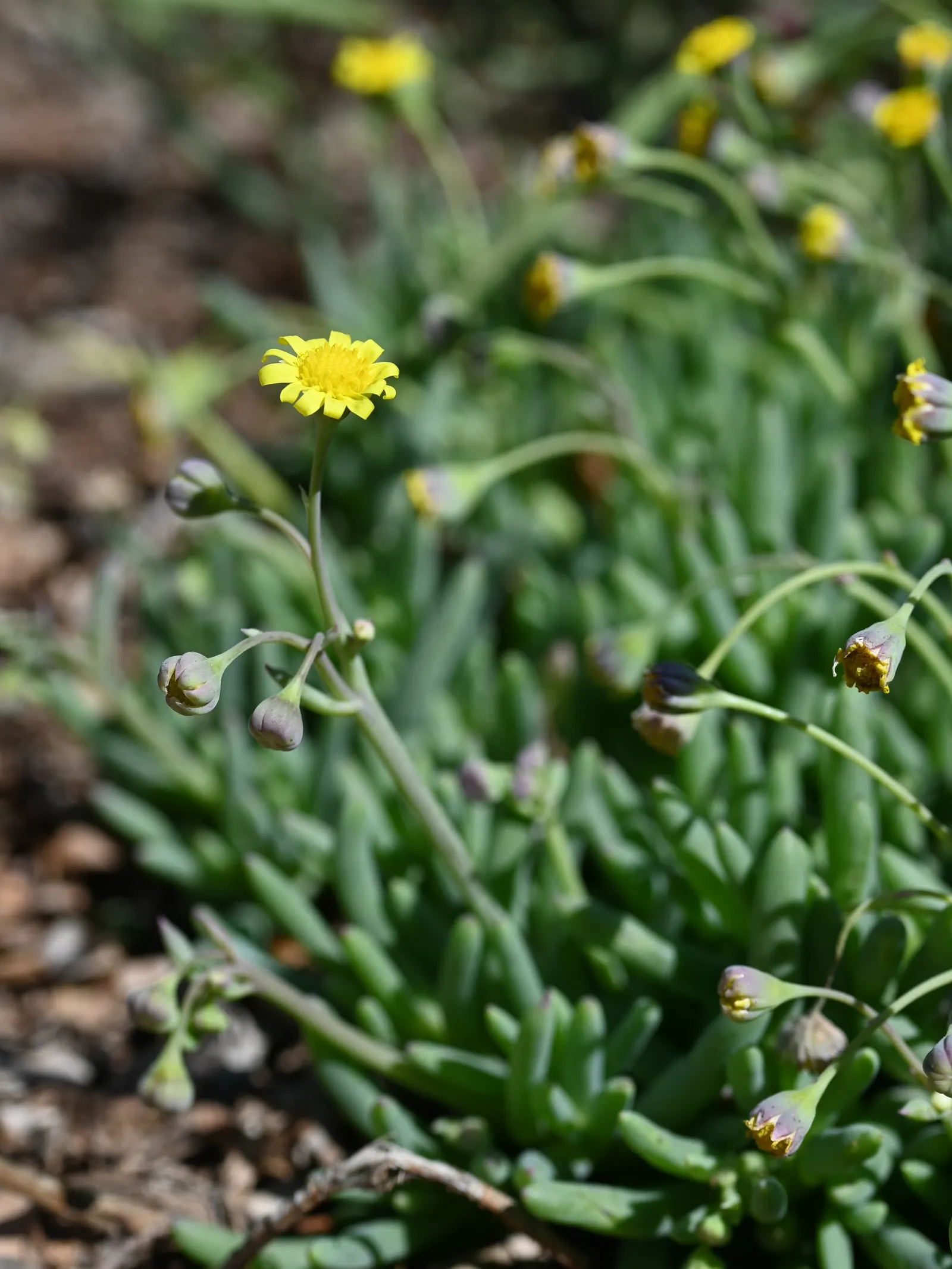Ruby Necklace (Othonna Capensis) — providing an added ecological benefit.<br><br>A versatile ground cover