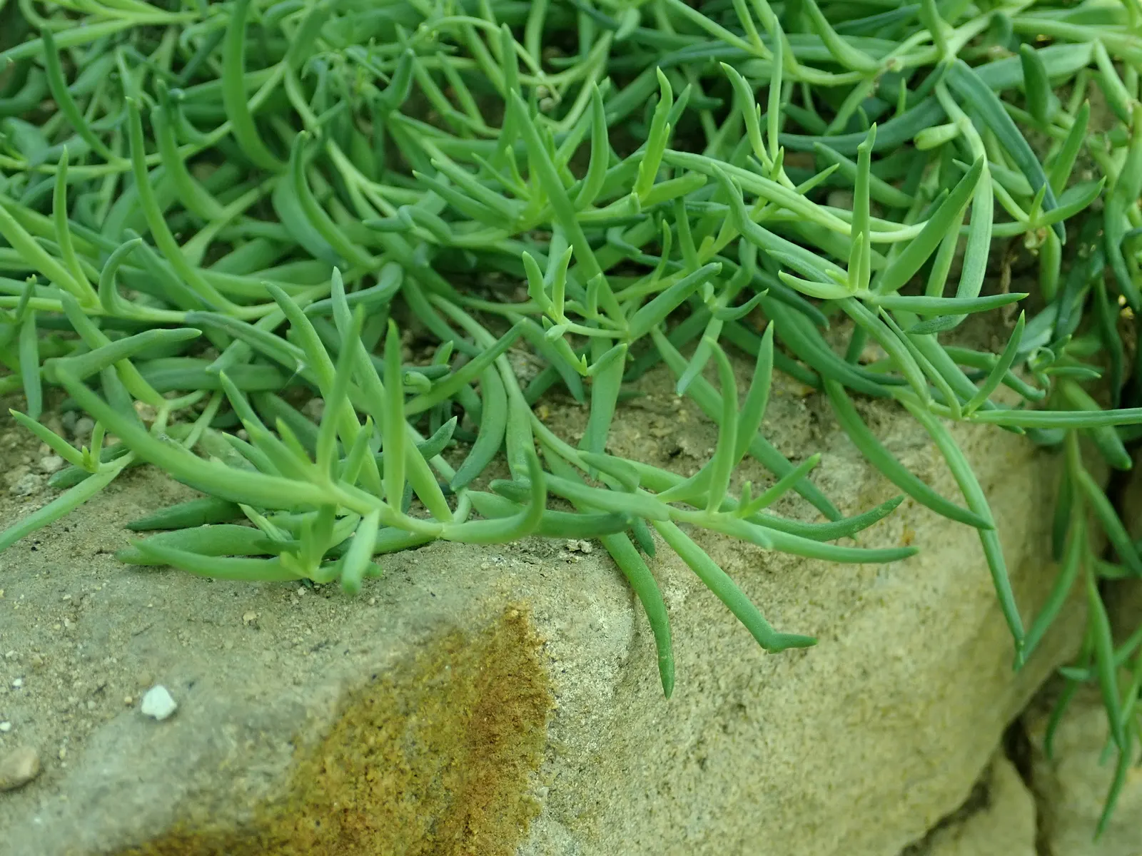 Ruby Necklace (Othonna Capensis) — pickle-shaped leaves that are a vibrant green with purple undertones