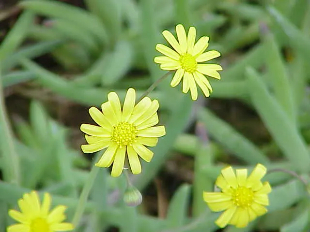 Ruby Necklace (Othonna Capensis) — daisy-like composite flowers that bloom atop slender