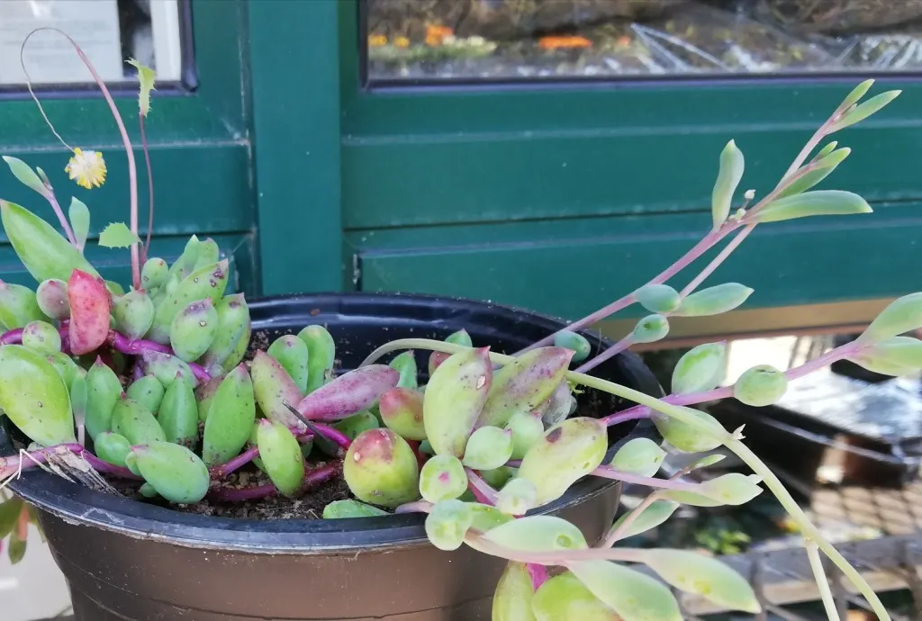 Ruby Necklace (Othonna Capensis) — ground cover / succulent for full or half