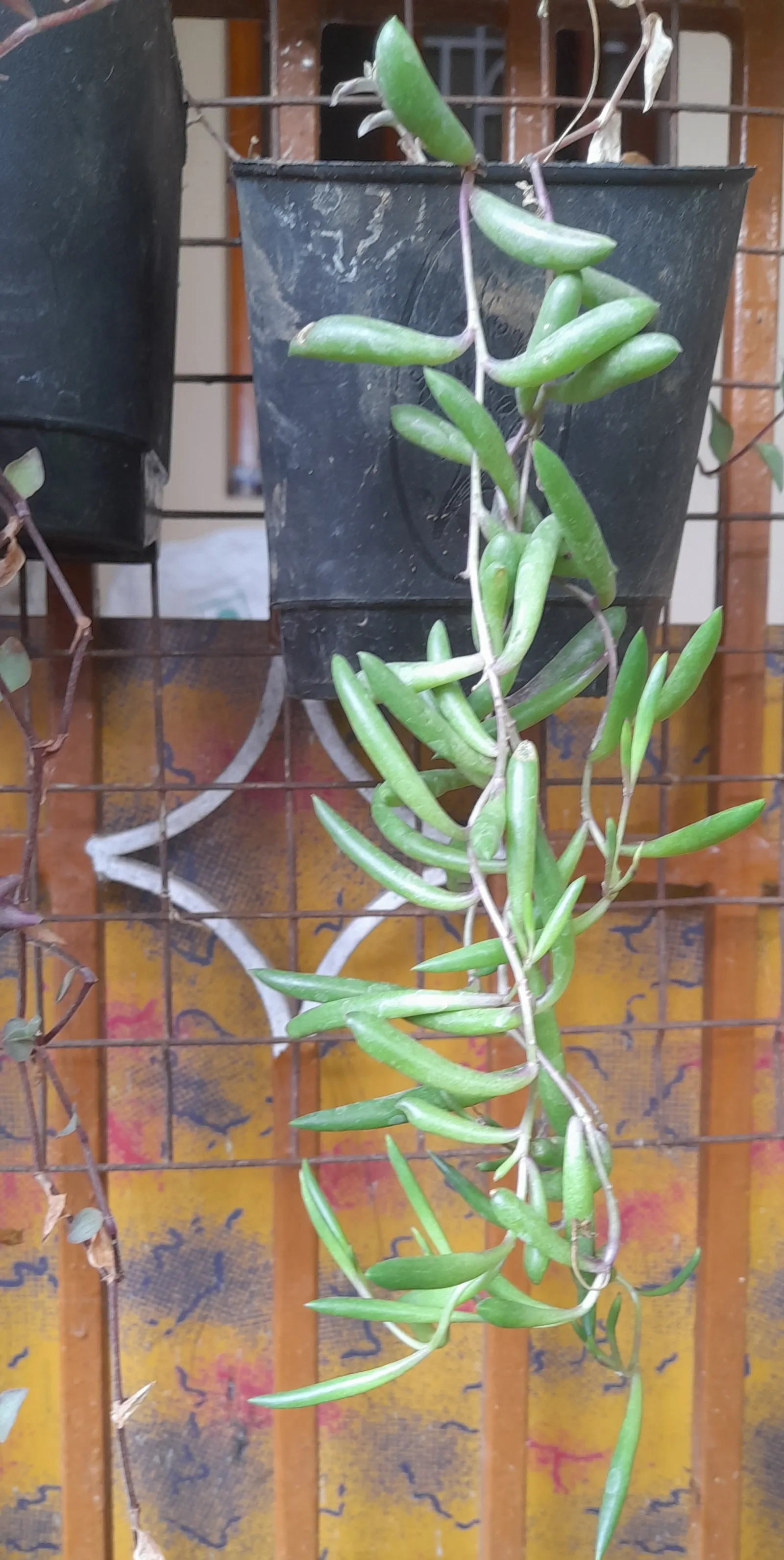 Ruby Necklace (Othonna Capensis) — pickle-like foliage that adds whimsy and texture to any landscape design