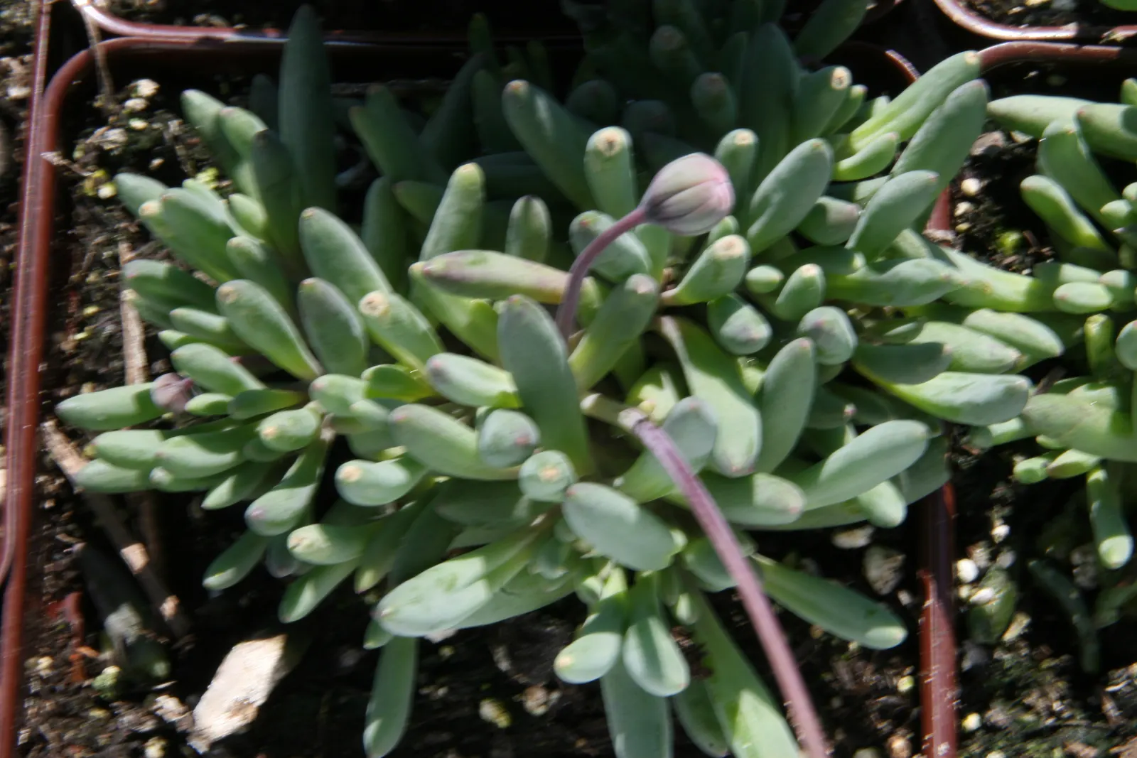 Ruby Necklace (Othonna Capensis) — reaching a spread of about 12 to 18 inches