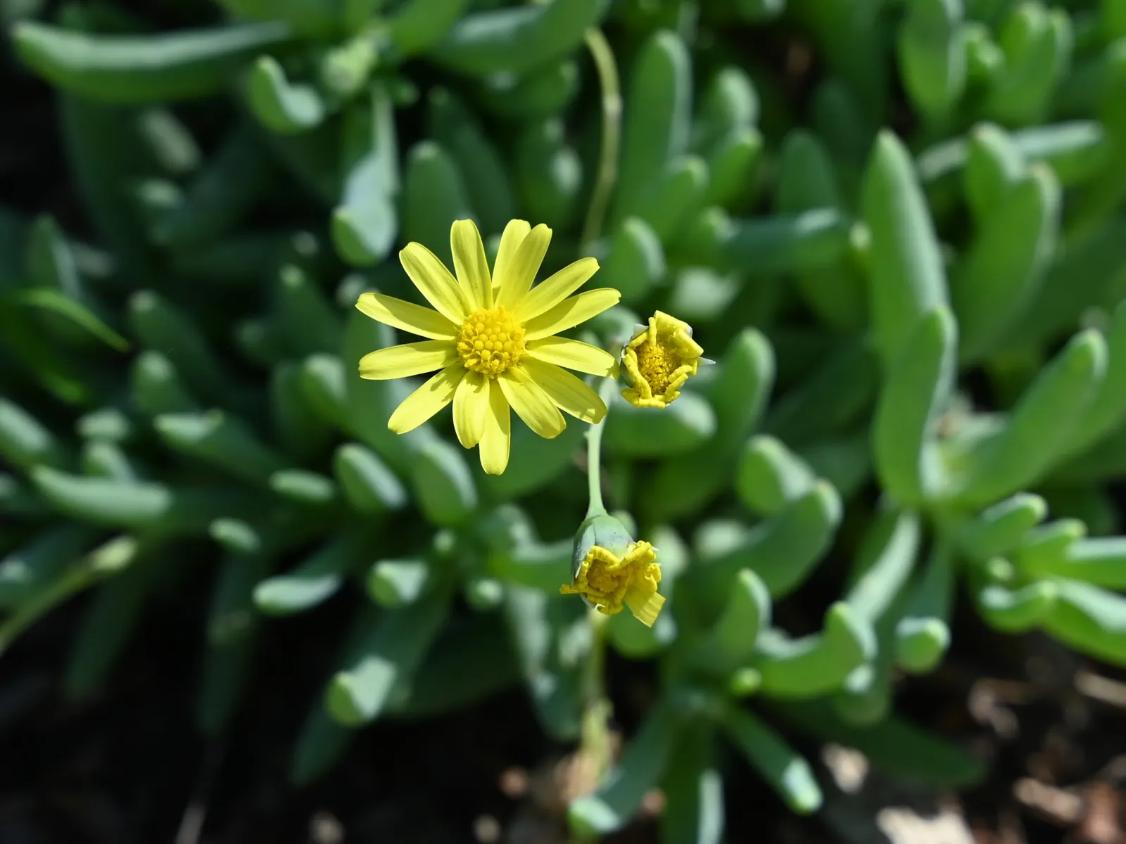 Ruby Necklace (Othonna Capensis) — reaching only about 2 to 4 inches tall