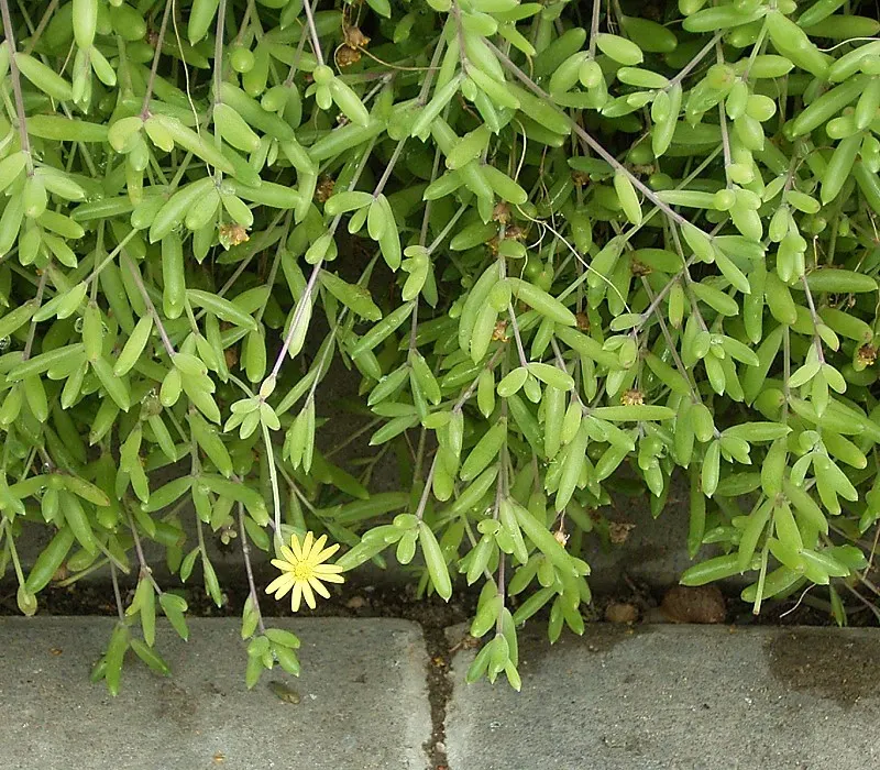 Ruby Necklace (Othonna Capensis) — Othonna capensis 'Little Pickles' is a charming succulent featuring slender; spreading 18 to 24 inches wide