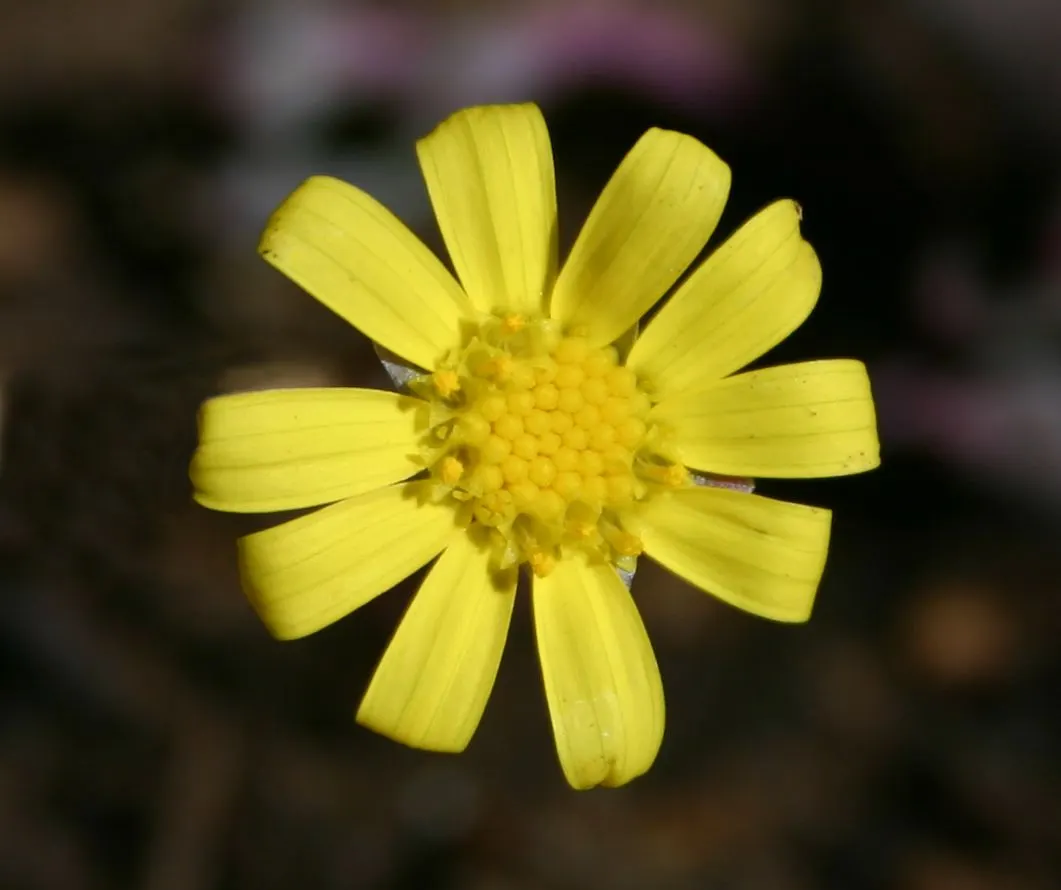Ruby Necklace (Othonna Capensis) — During the growing season