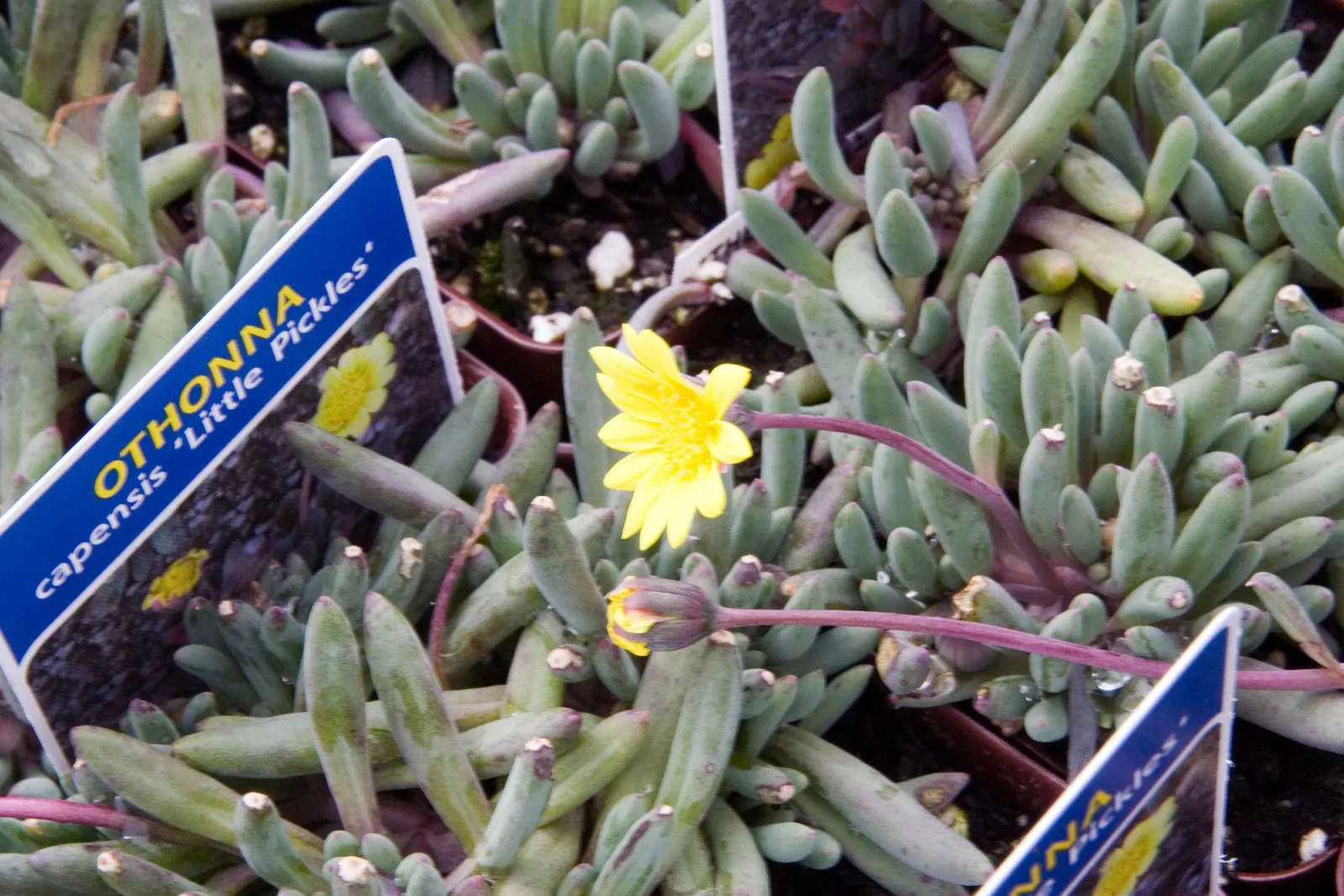 Ruby Necklace (Othonna Capensis) — makes it an excellent choice for rock gardens