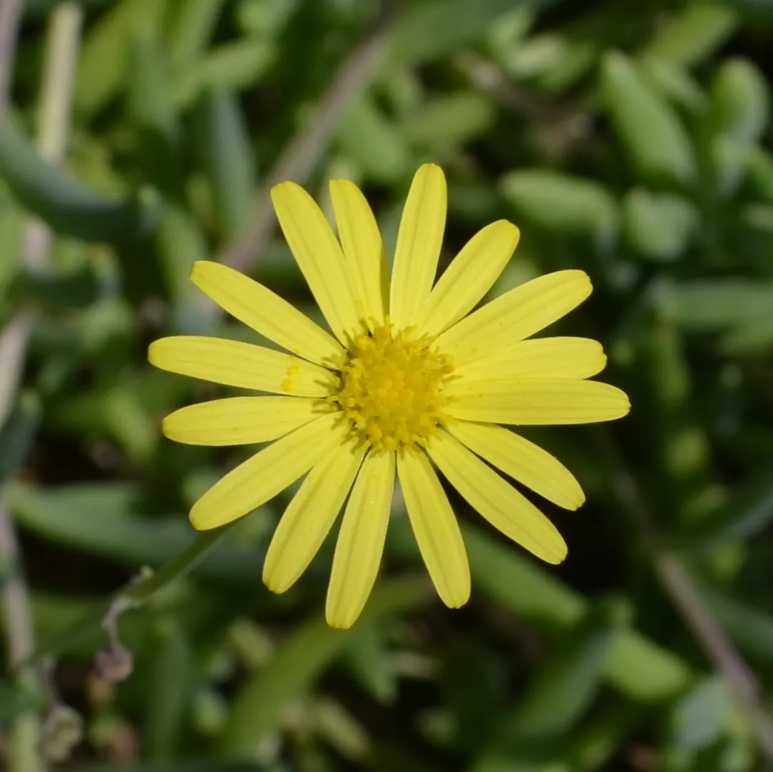 Ruby Necklace (Othonna Capensis) — Little Pickles requires well-draining soil and minimal watering