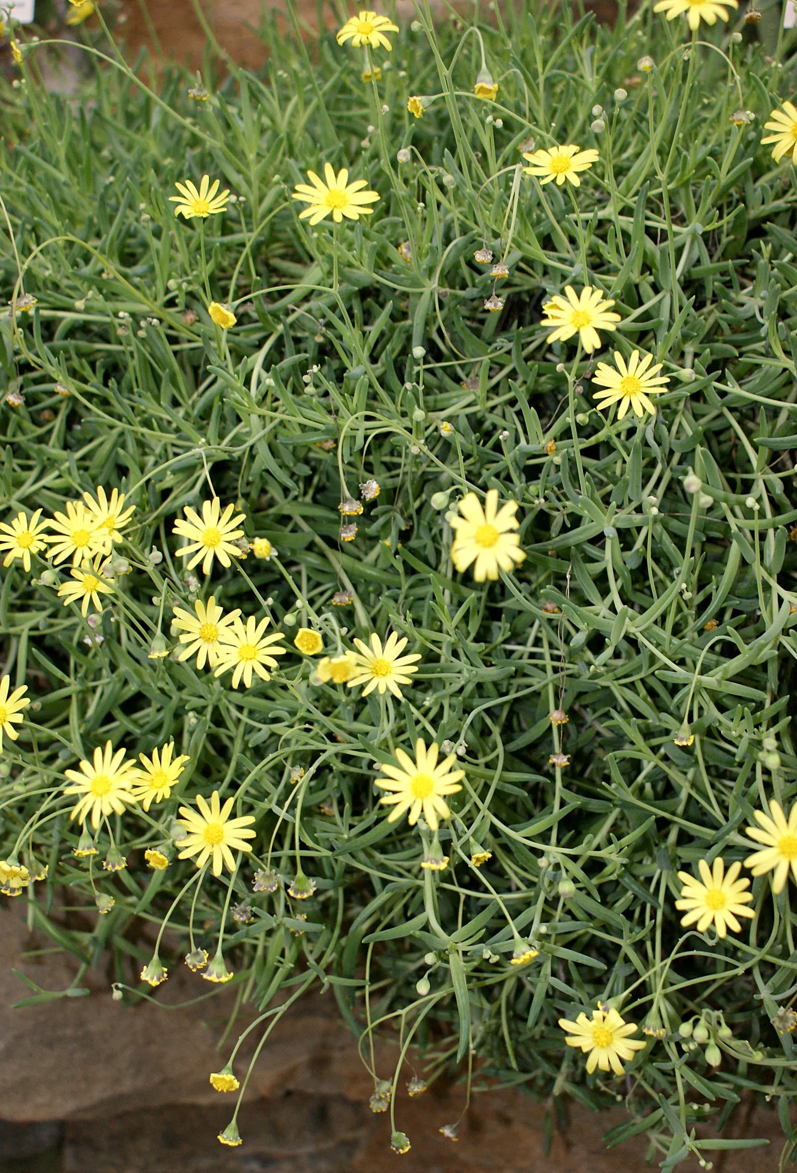 Ruby Necklace (Othonna Capensis) — thriving with just occasional deep watering once established